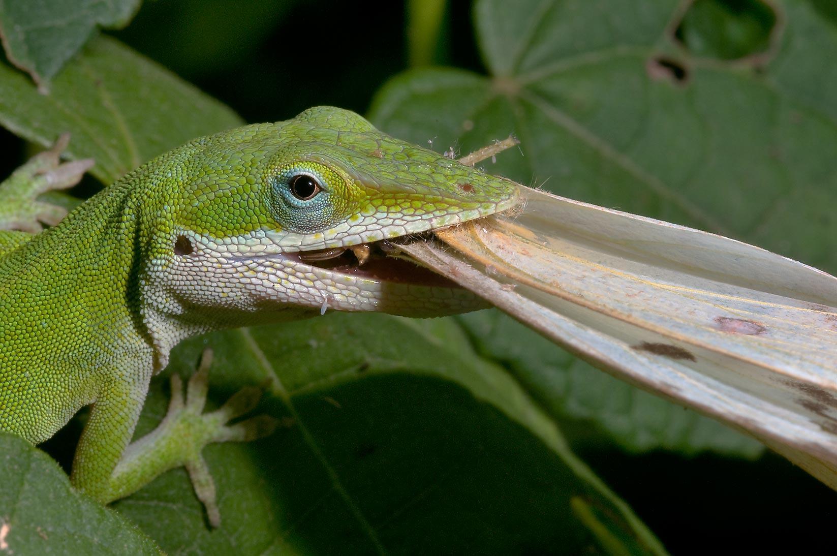 Green Anole Wallpapers