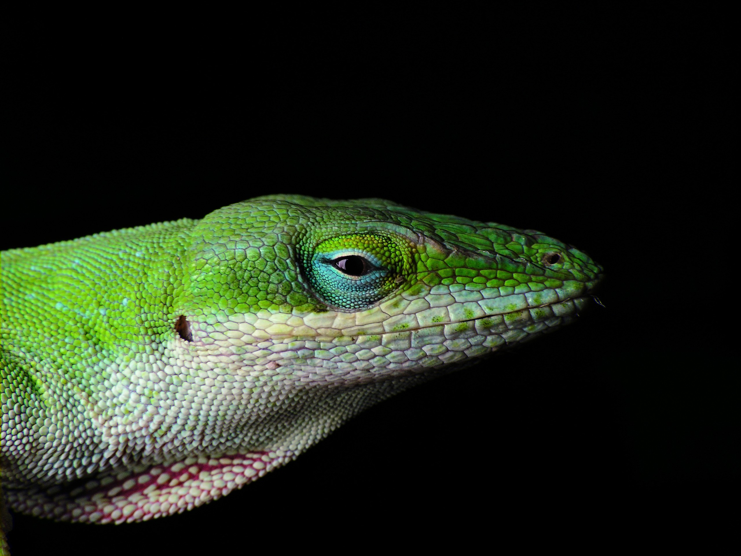 Green Anole Wallpapers