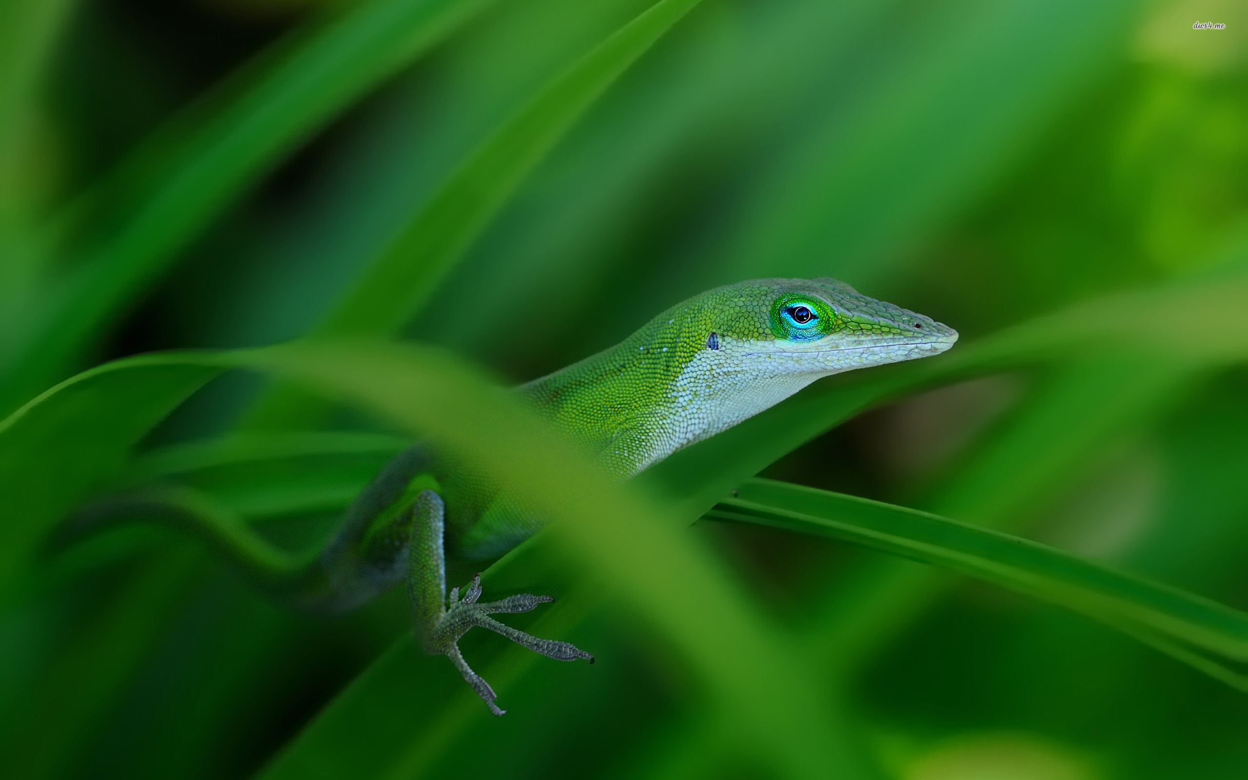 Green Anole Wallpapers