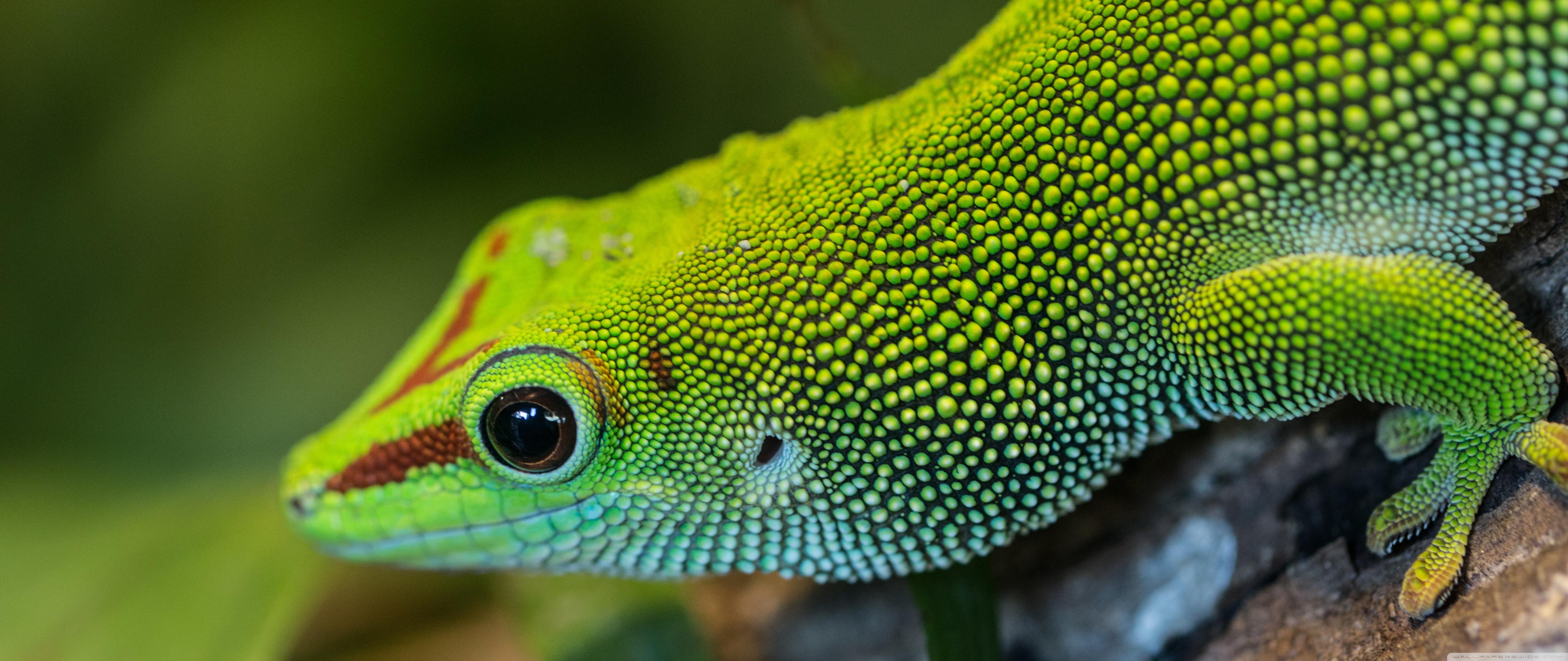 Green Anole Wallpapers