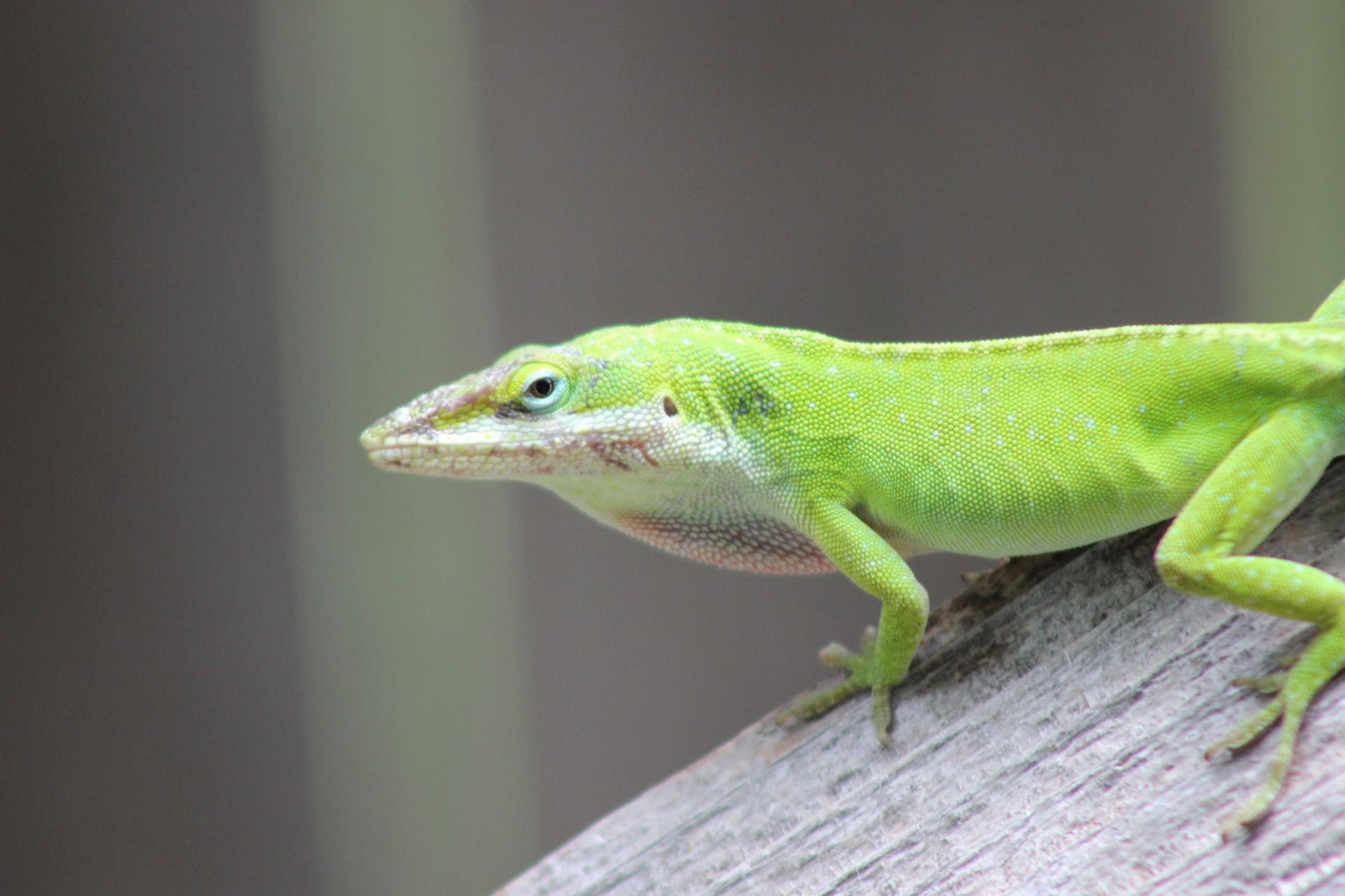 Green Anole Wallpapers