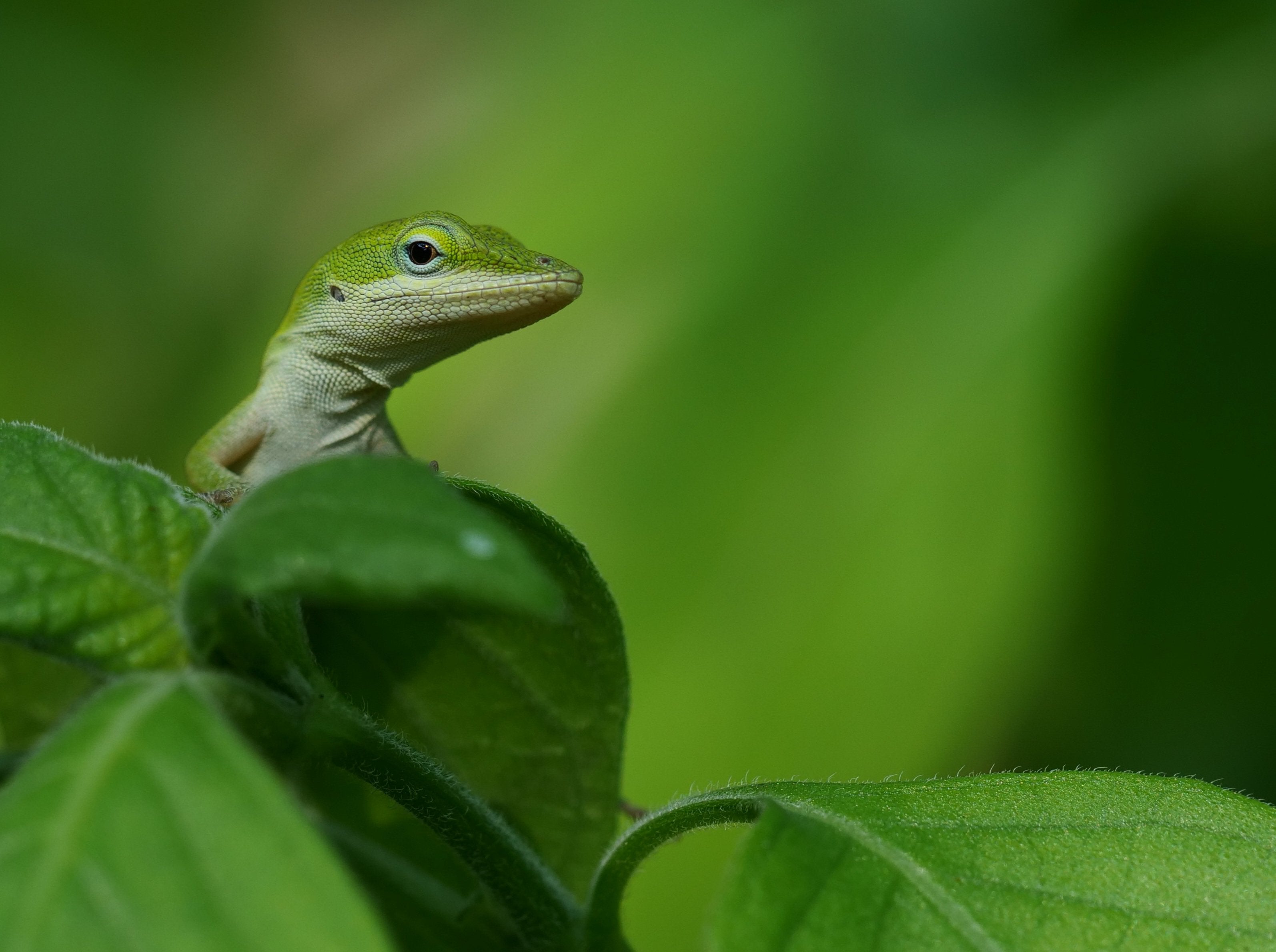 Green Anole Wallpapers