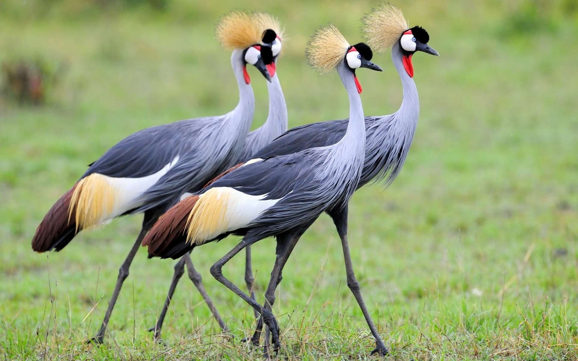 Grey Crowned Crane Wallpapers