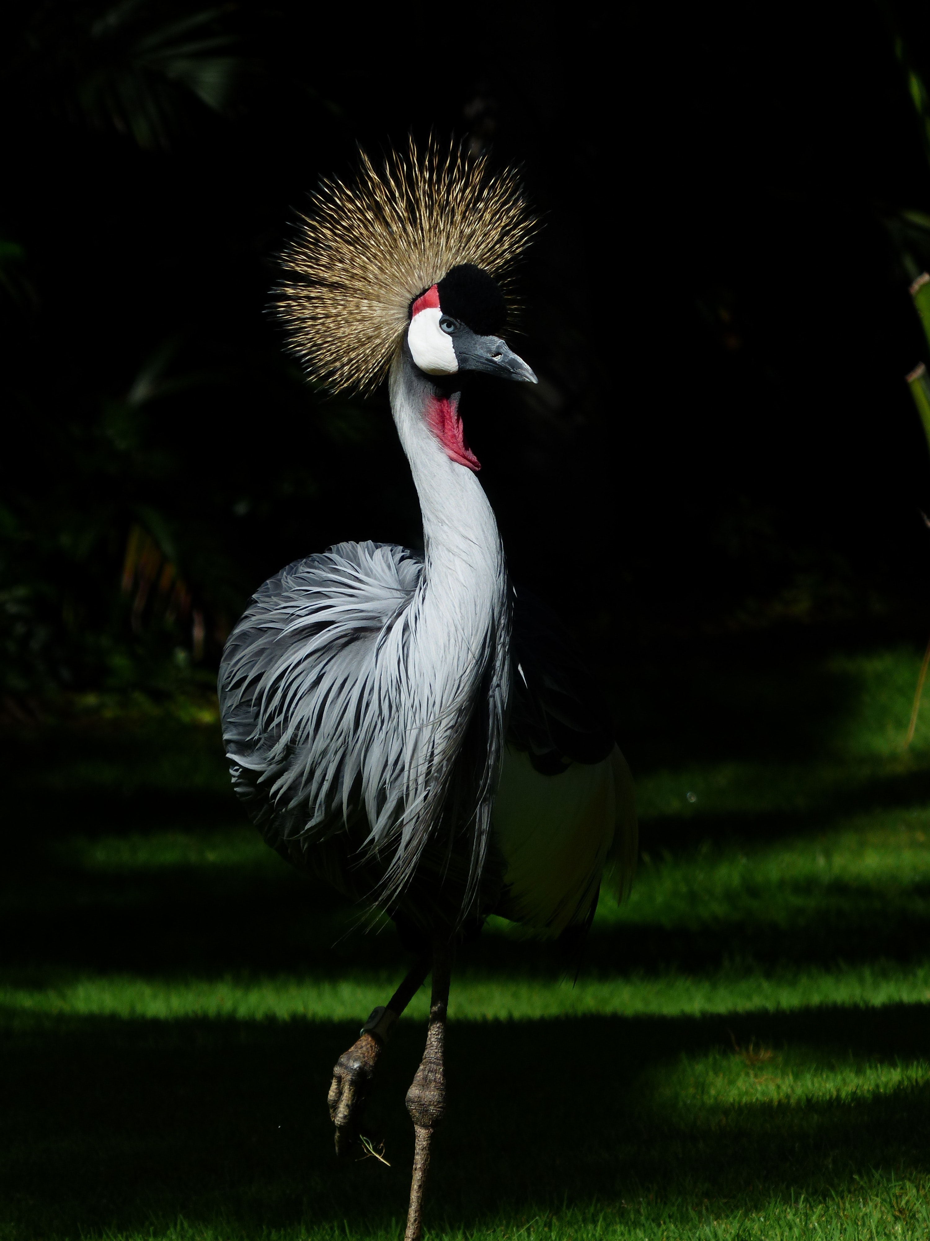 Grey Crowned Crane Wallpapers