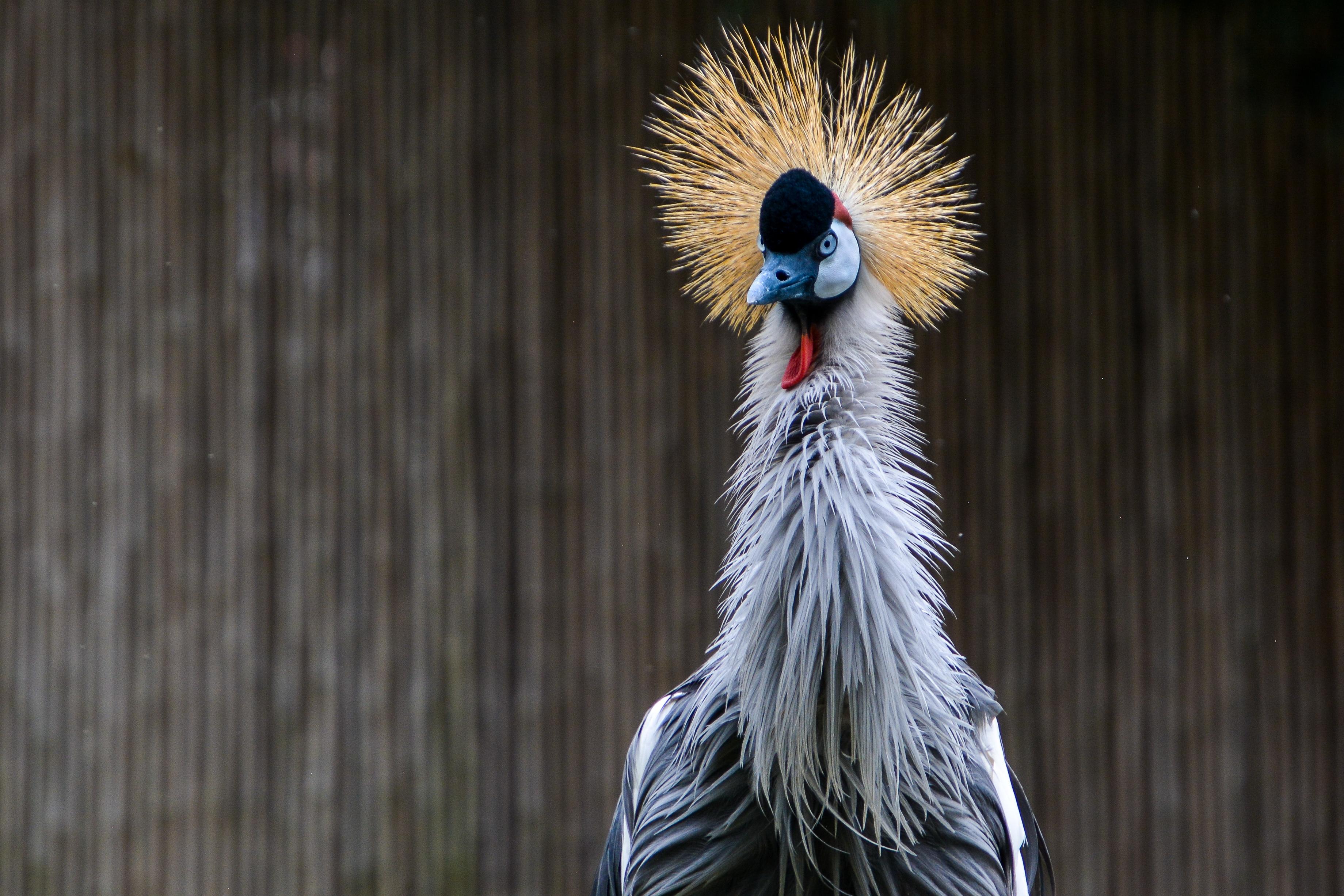 Grey Crowned Crane Wallpapers