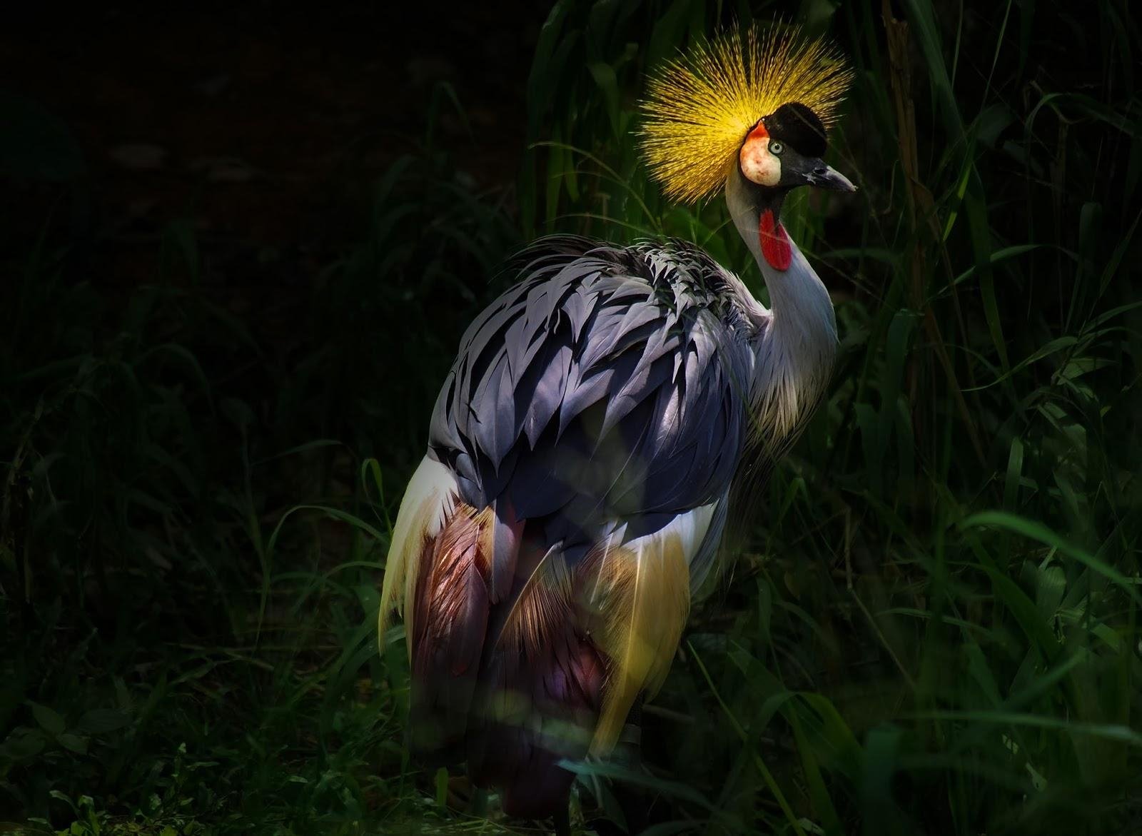 Grey Crowned Crane Wallpapers