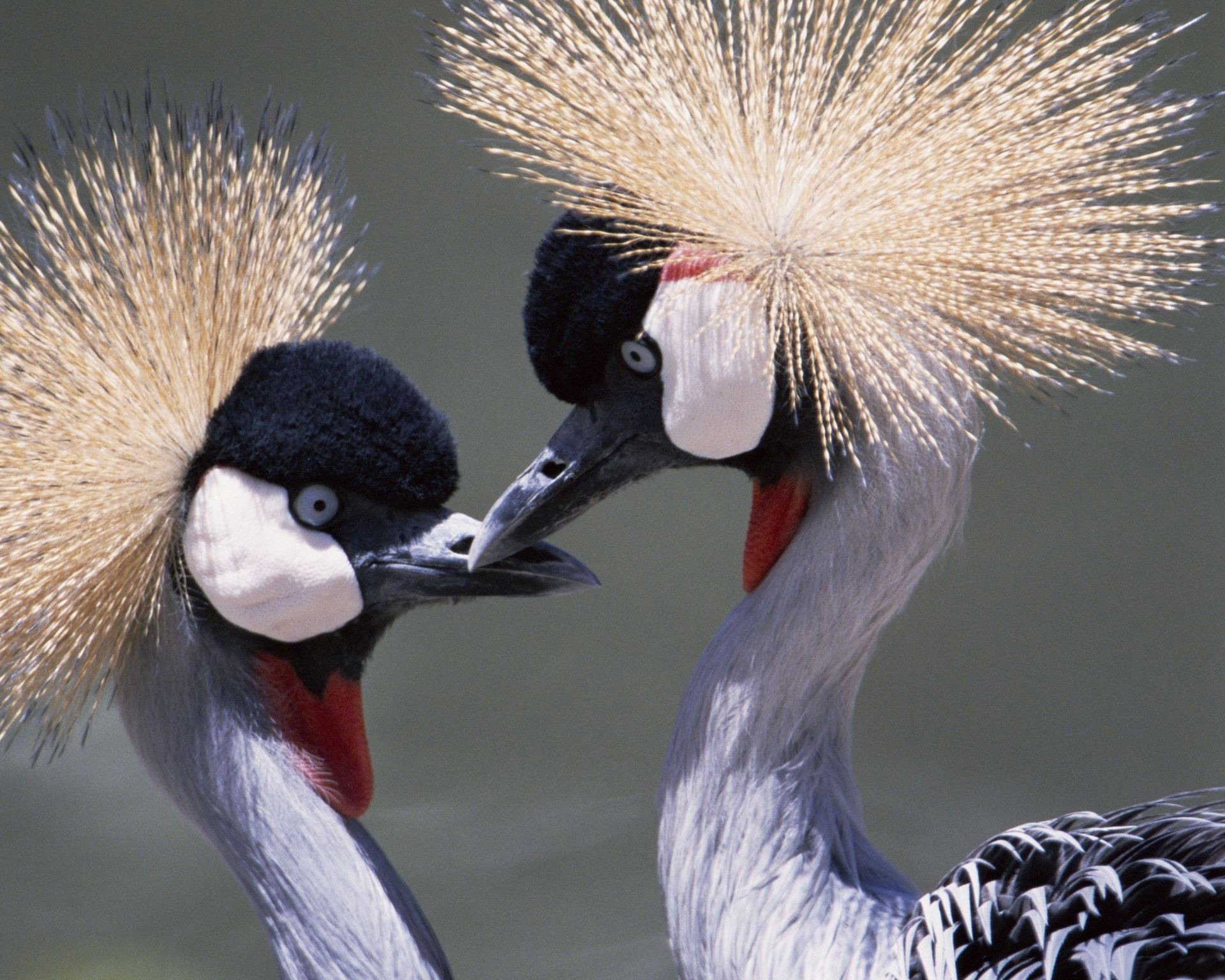 Grey Crowned Crane Wallpapers