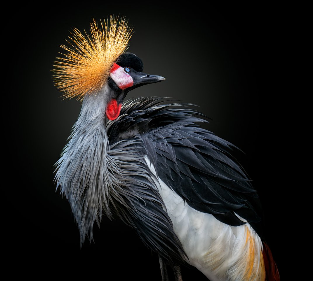 Grey Crowned Crane Wallpapers