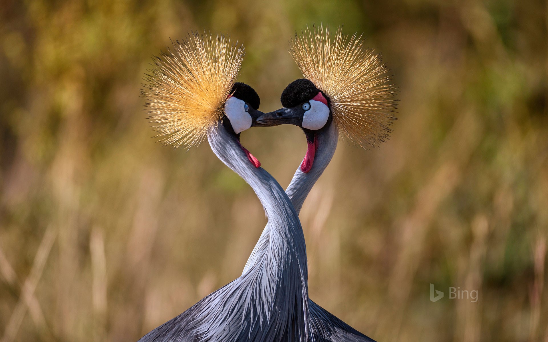 Grey Crowned Crane Wallpapers