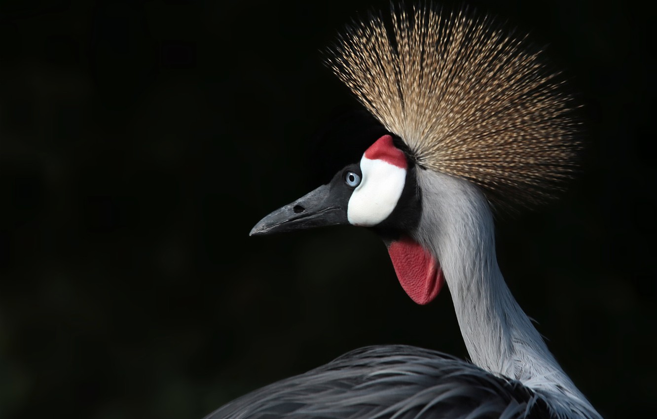 Grey Crowned Crane Wallpapers