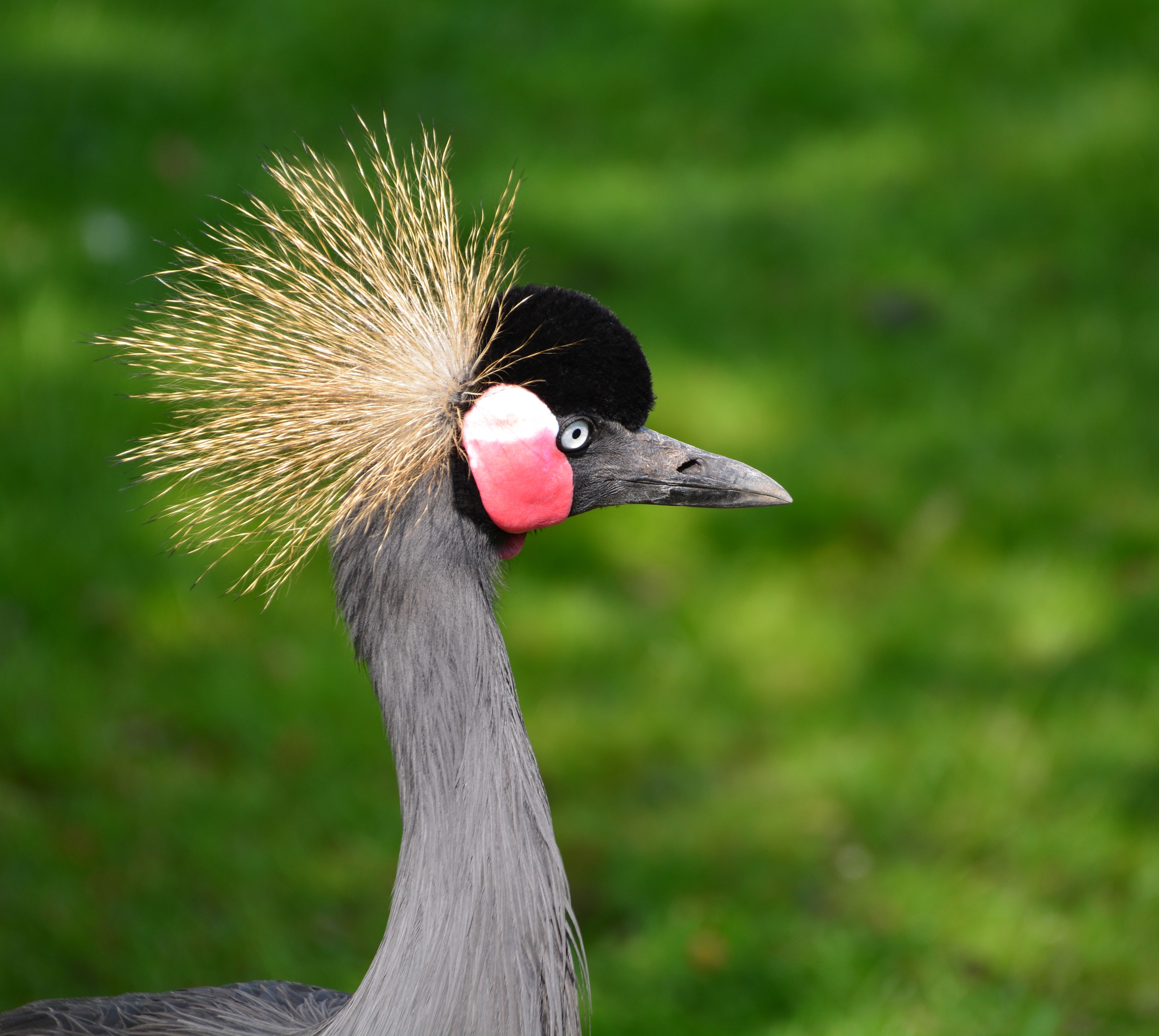 Grey Crowned Crane Wallpapers