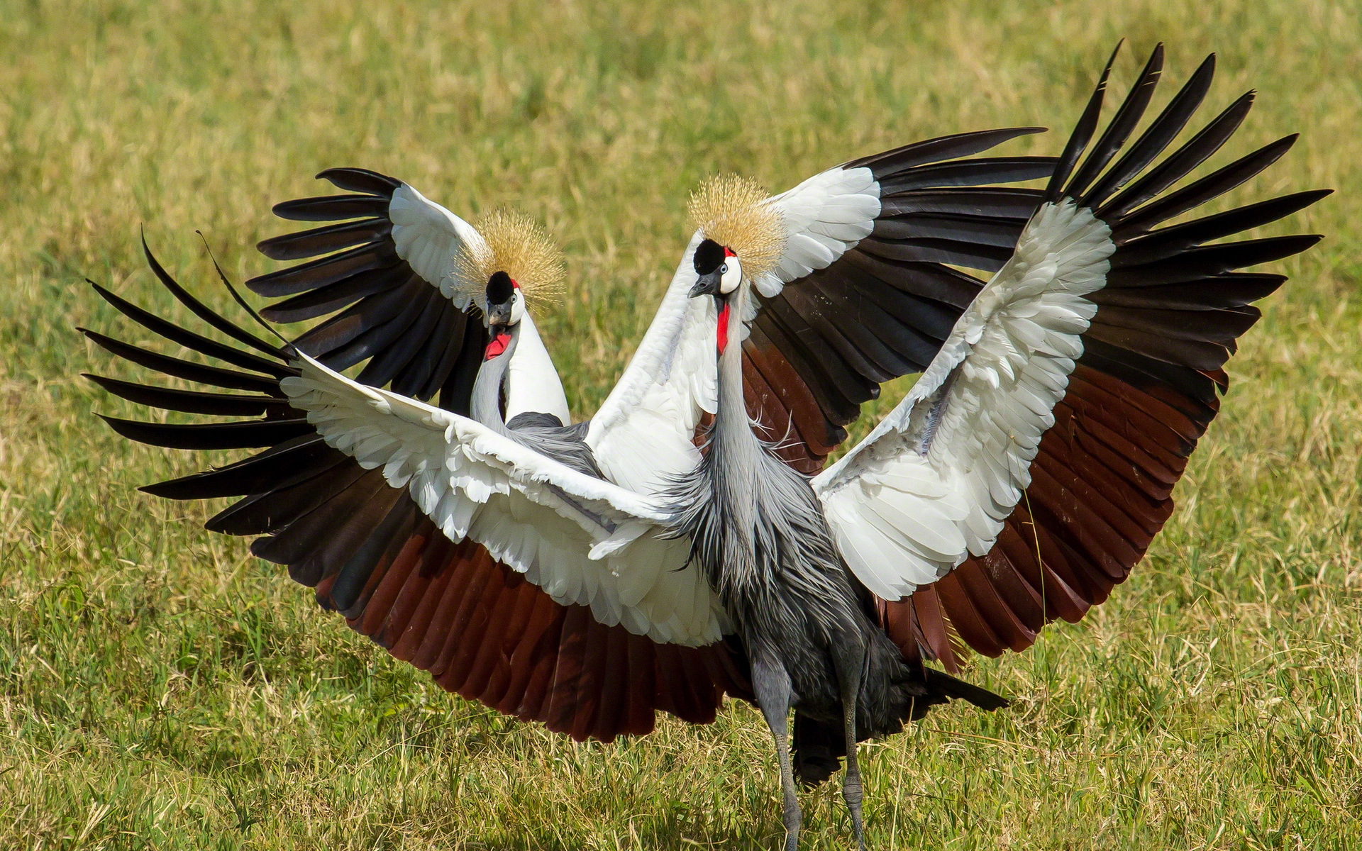 Grey Crowned Crane Wallpapers