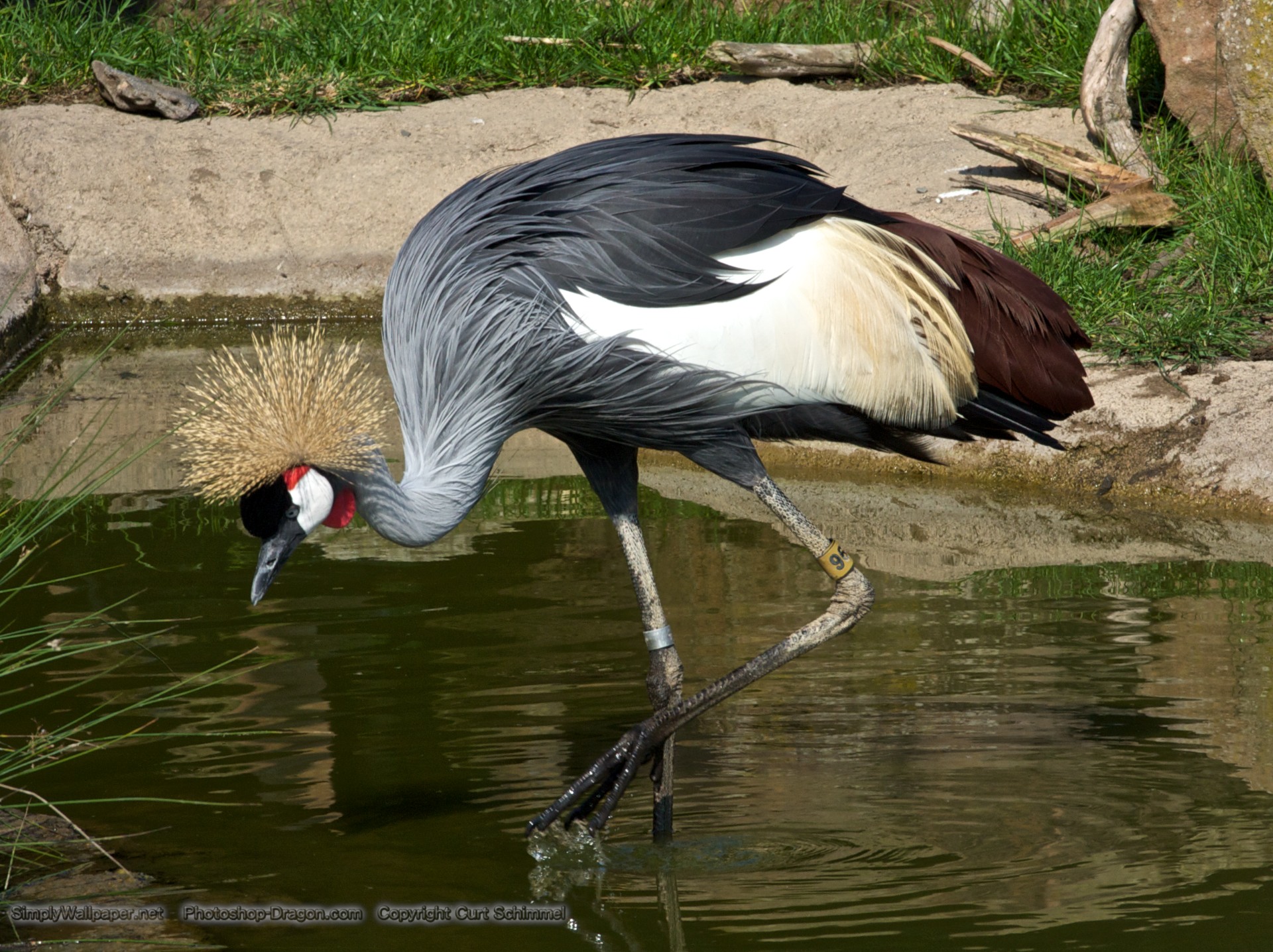 Grey Crowned Crane Wallpapers