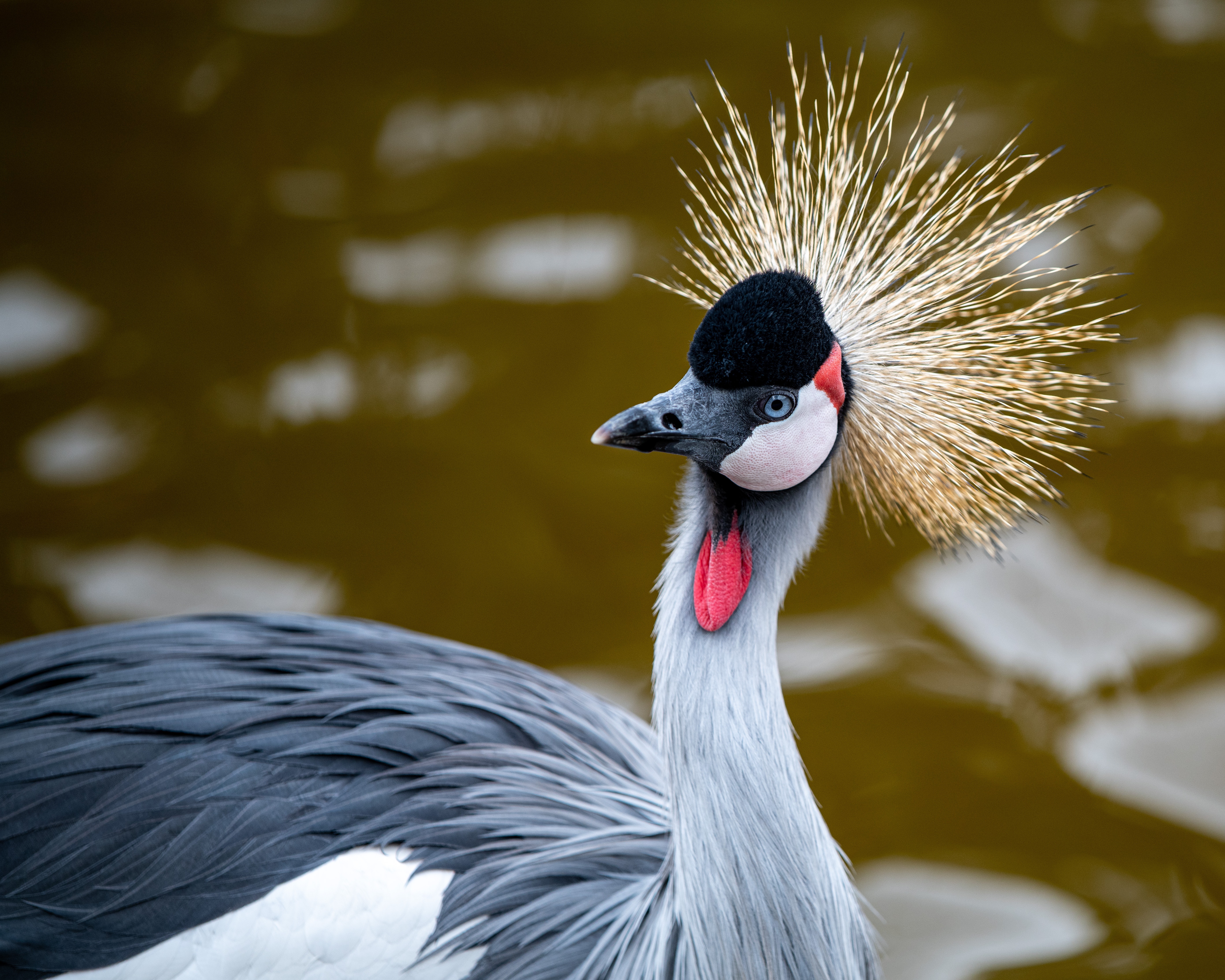 Grey Crowned Crane Wallpapers