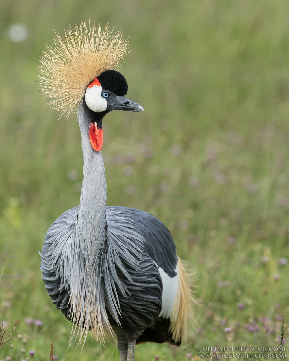 Grey Crowned Crane Wallpapers