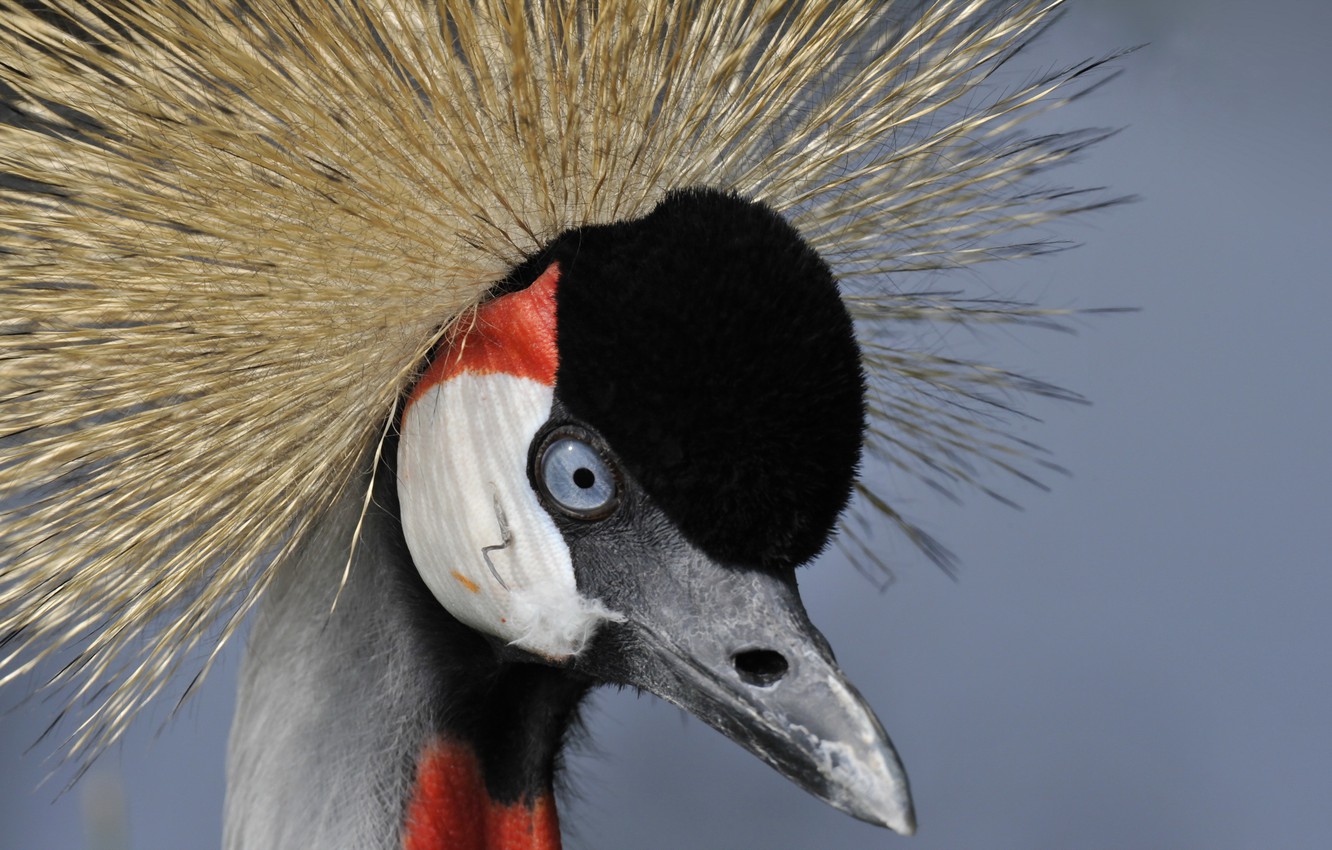 Grey Crowned Crane Wallpapers