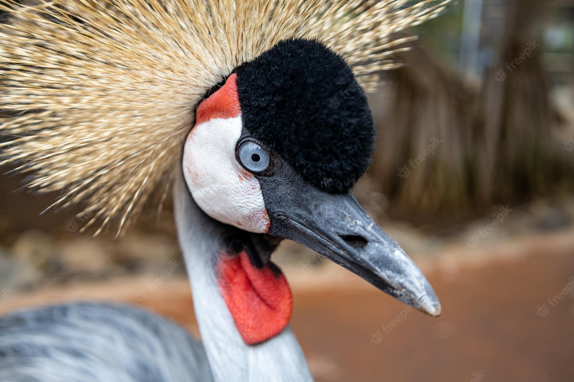 Grey Crowned Crane Wallpapers