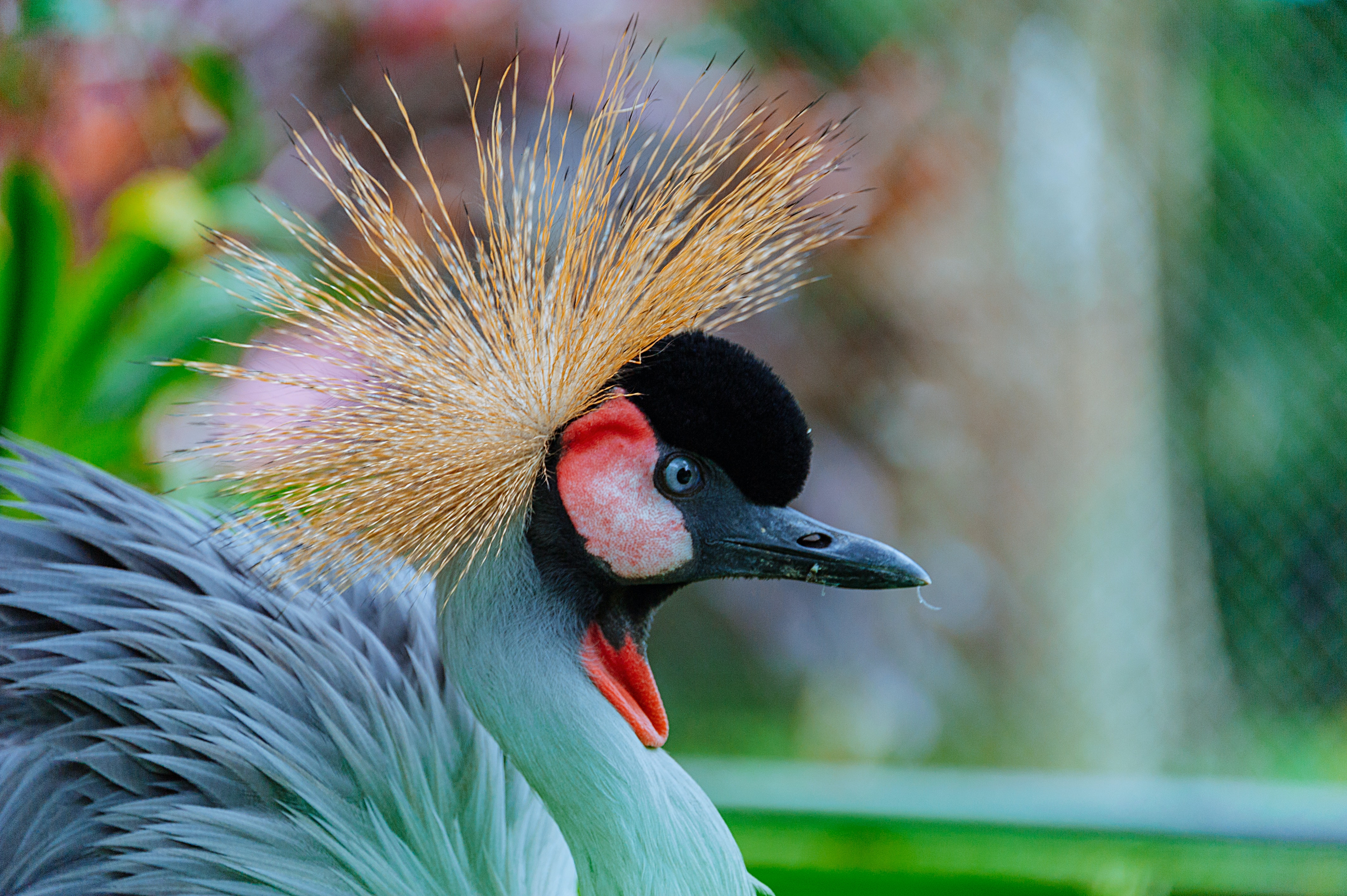 Grey Crowned Crane Wallpapers