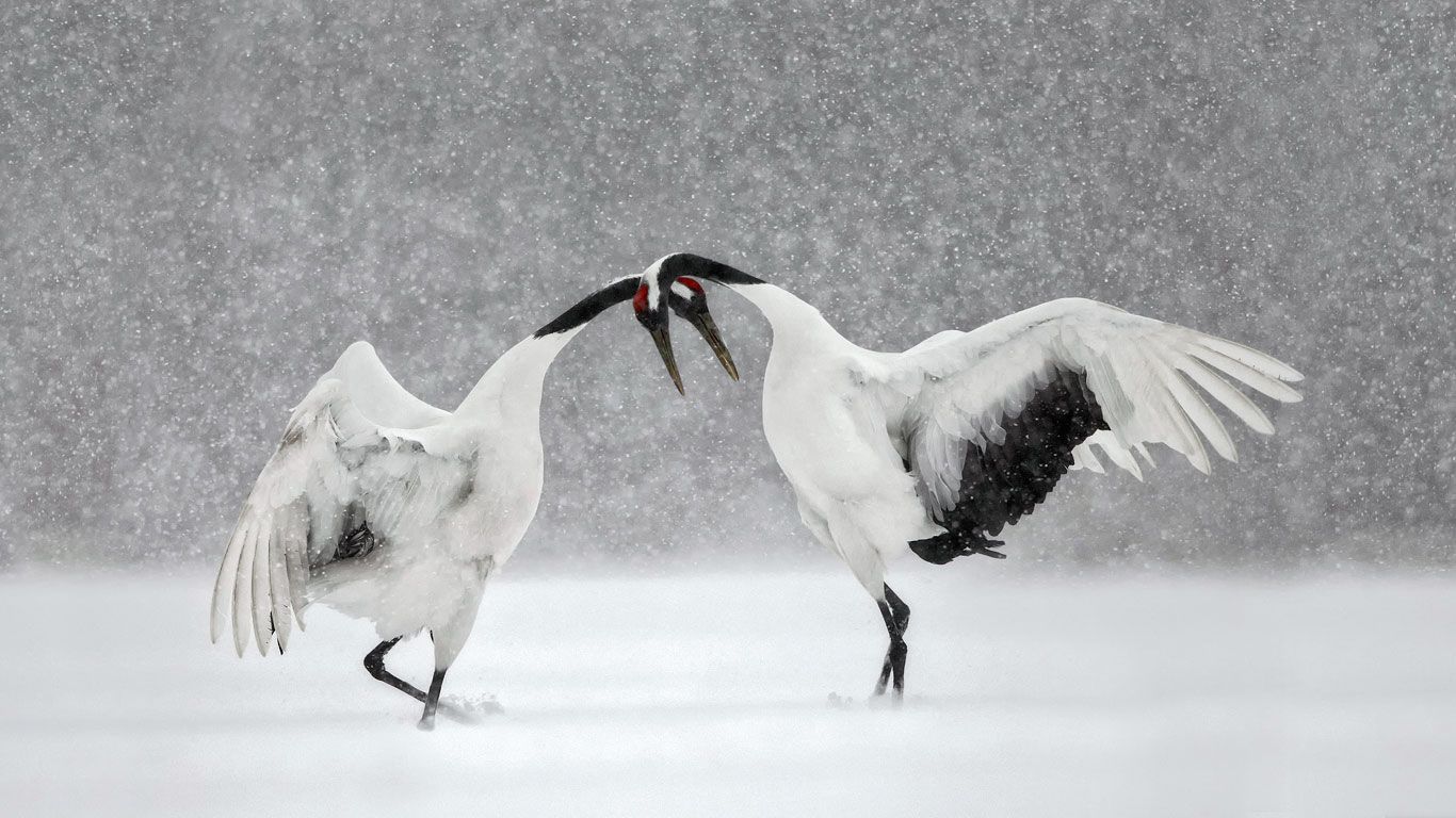 Grey Crowned Crane Wallpapers