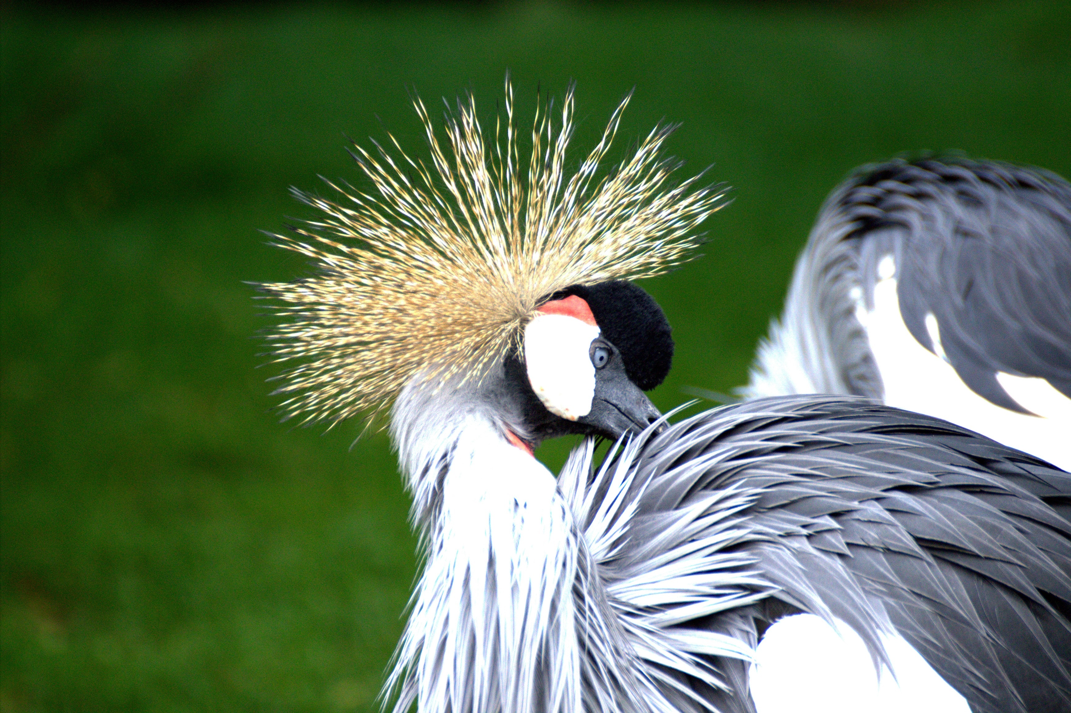 Grey Crowned Crane Wallpapers