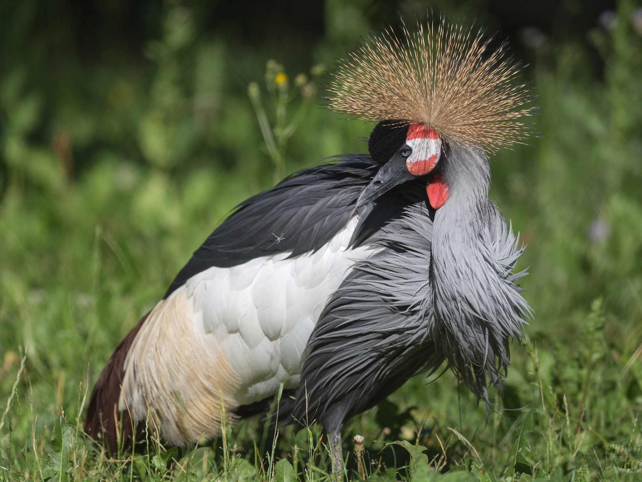 Grey Crowned Crane Wallpapers