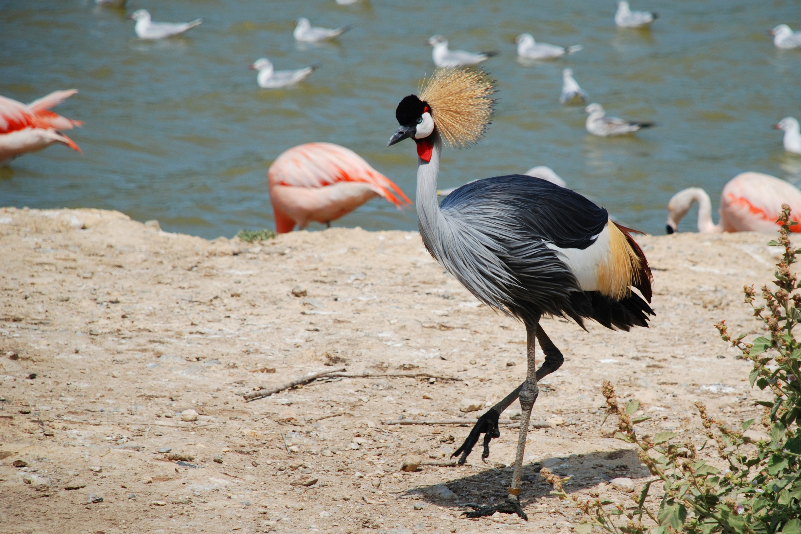 Grey Crowned Crane Wallpapers