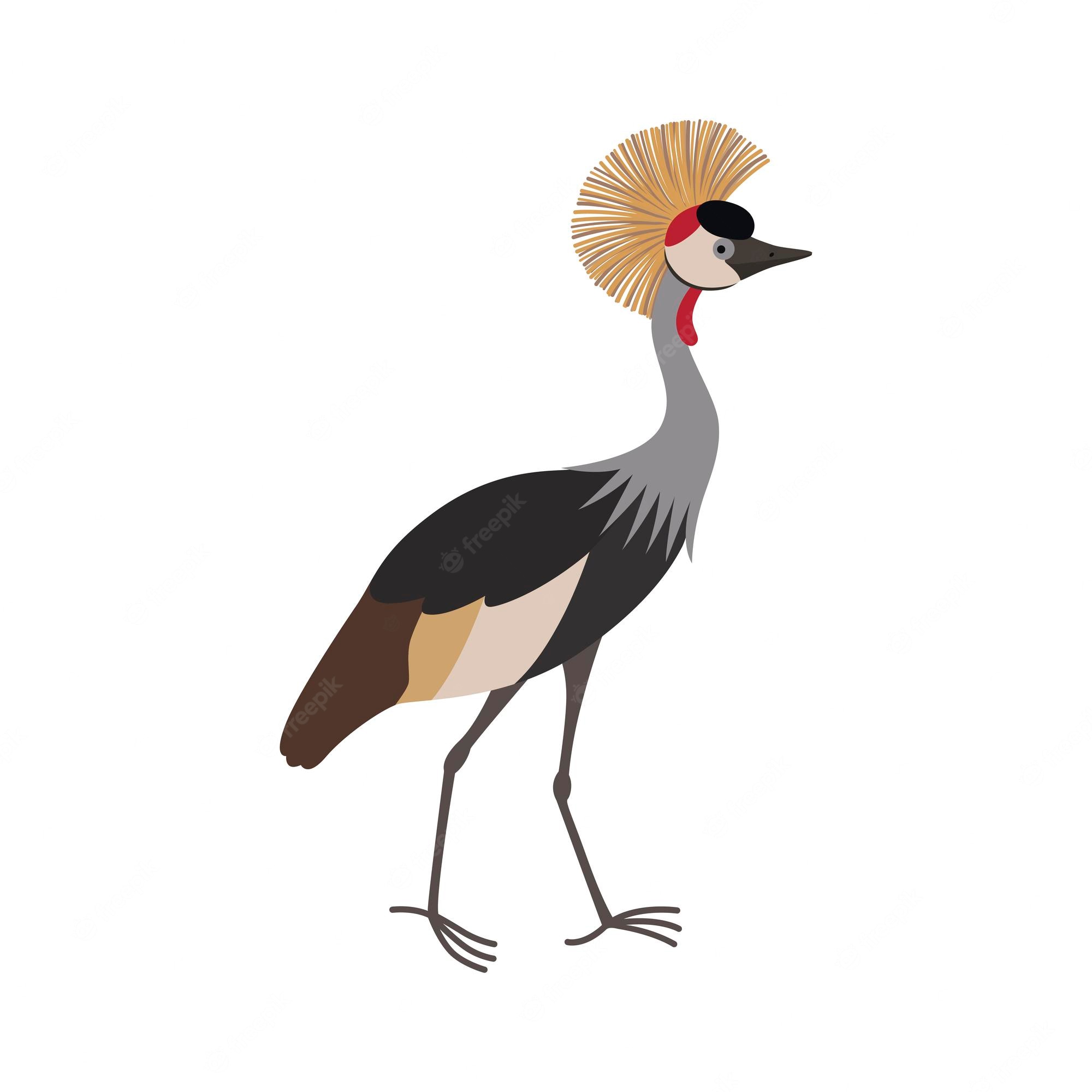 Grey Crowned Crane Wallpapers