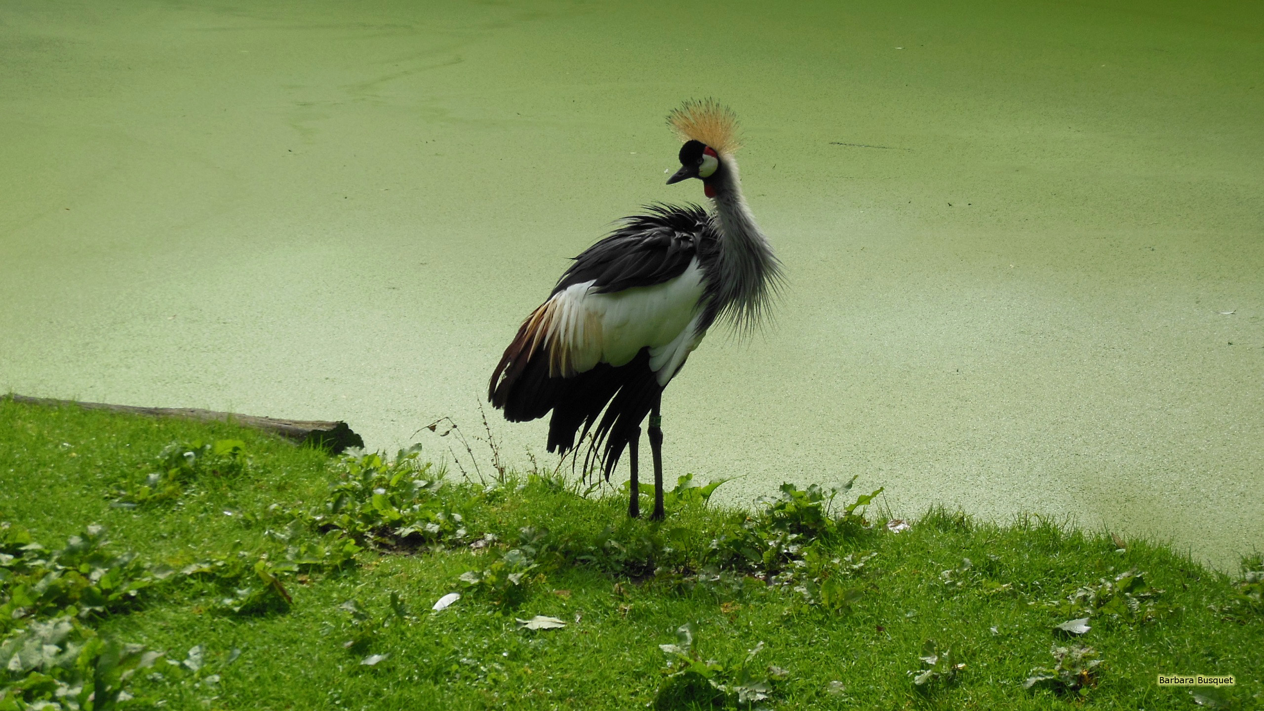 Grey Crowned Crane Wallpapers