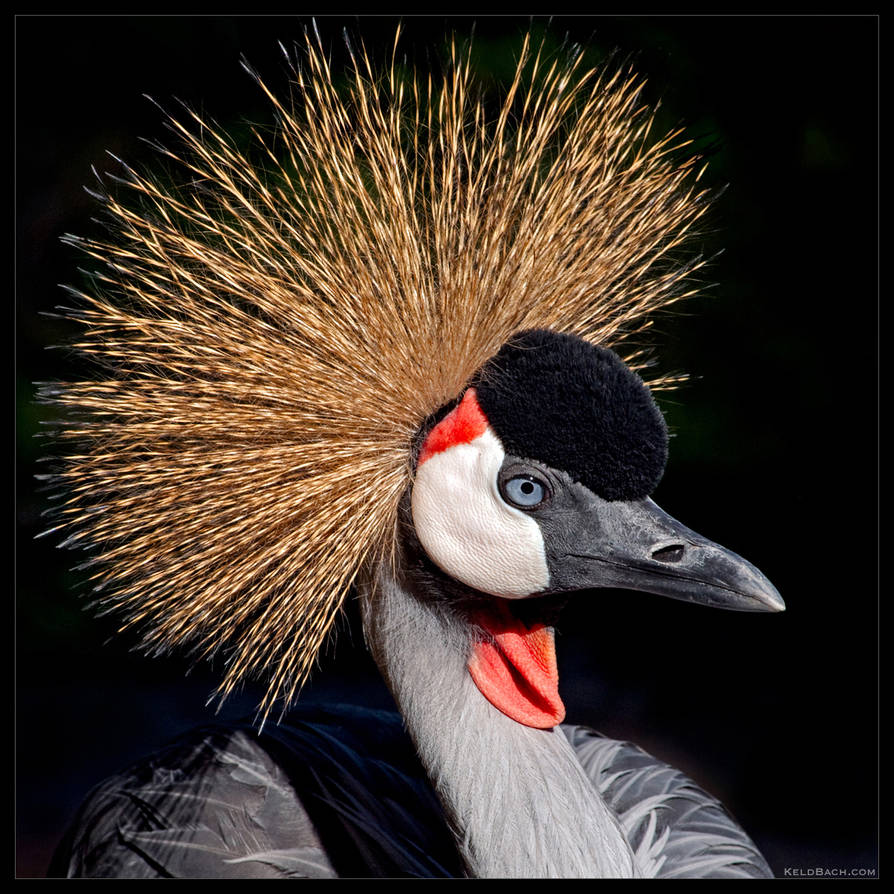 Grey Crowned Crane Wallpapers