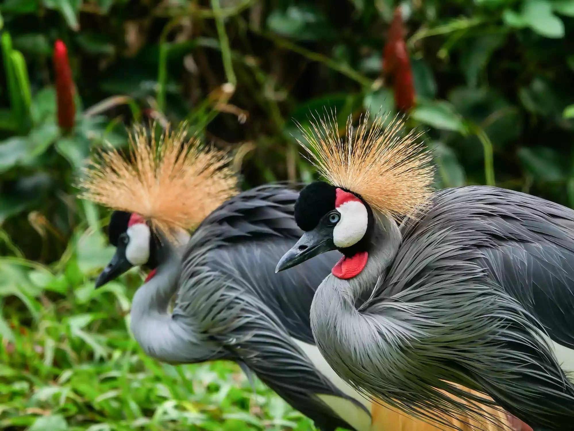 Grey Crowned Crane Wallpapers