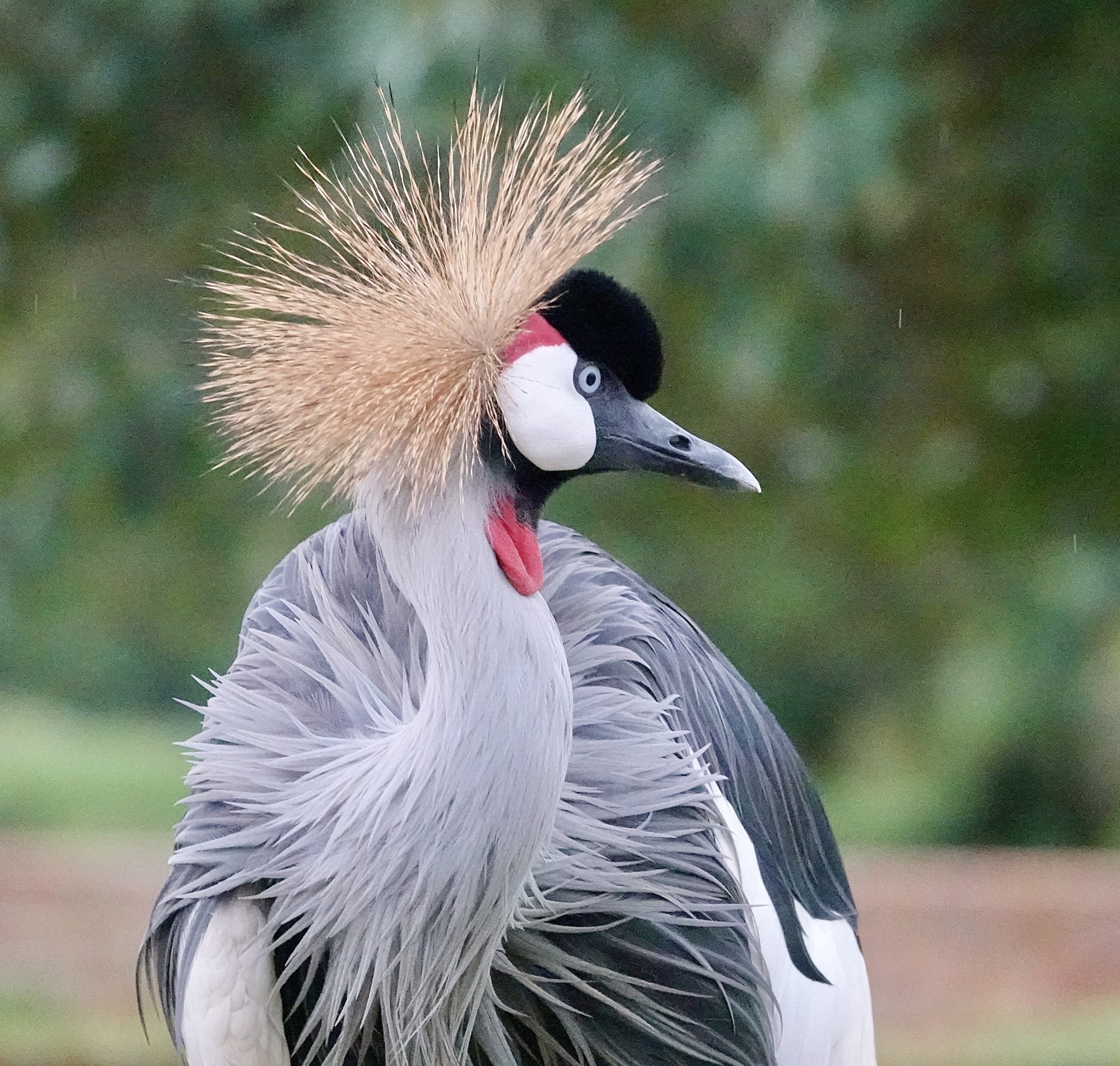 Grey Crowned Crane Wallpapers