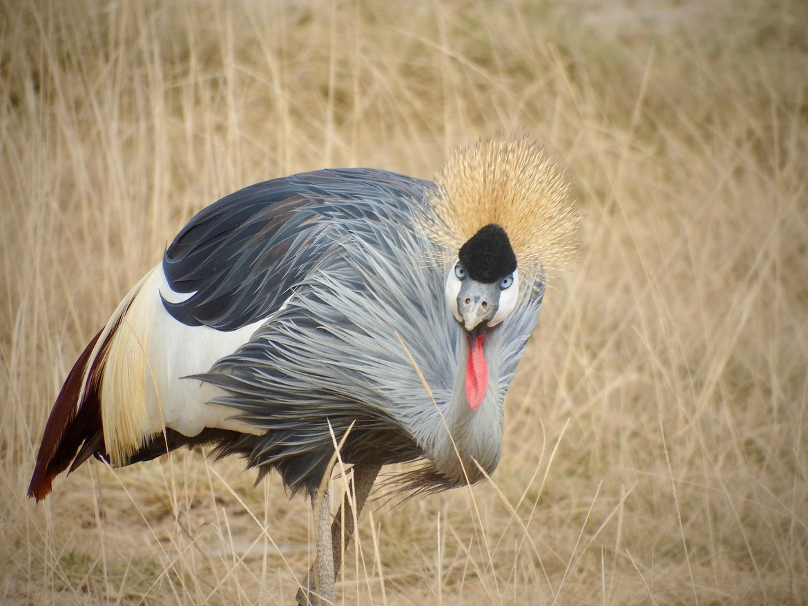 Grey Crowned Crane Wallpapers