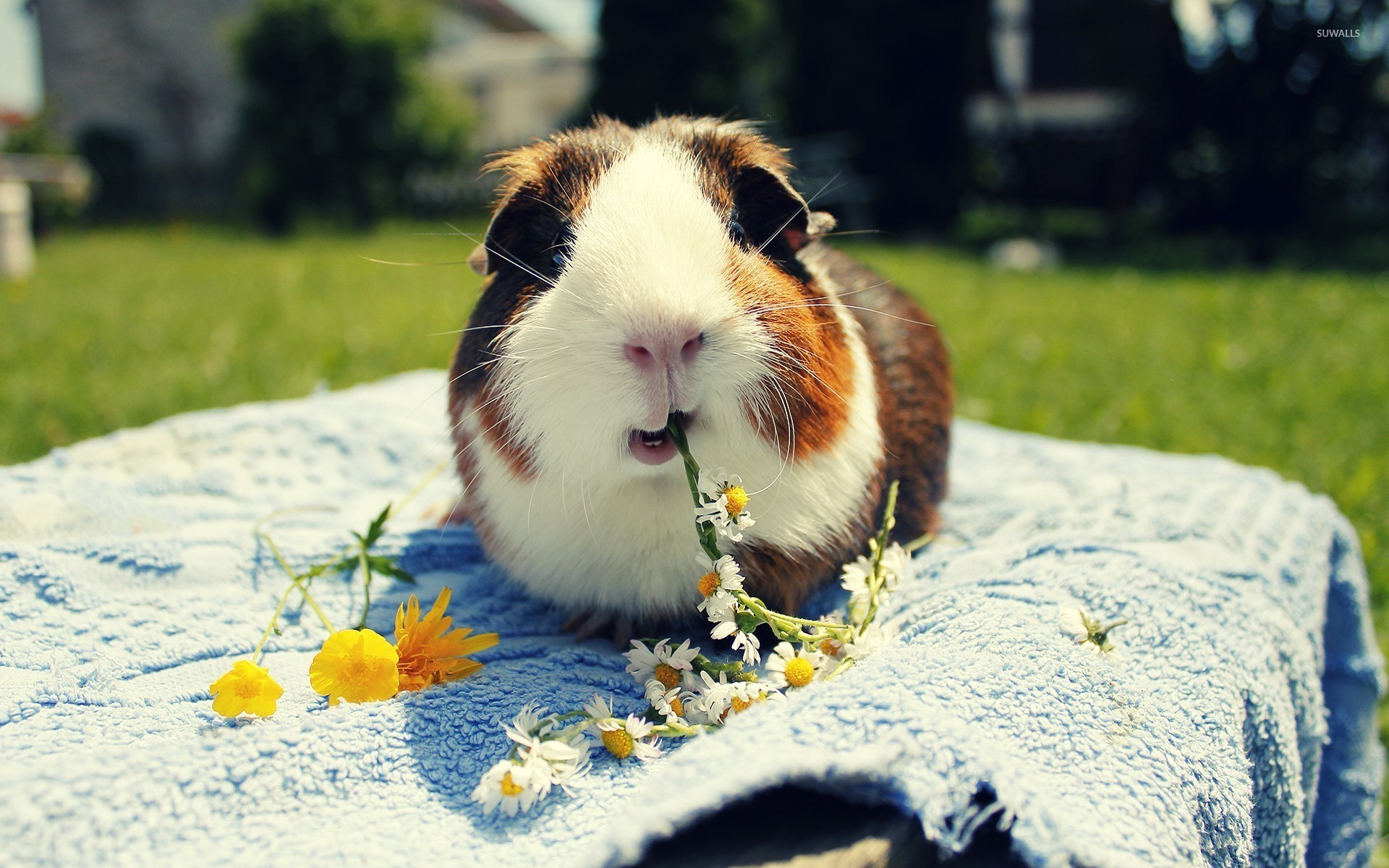 Guinea Pig Wallpapers