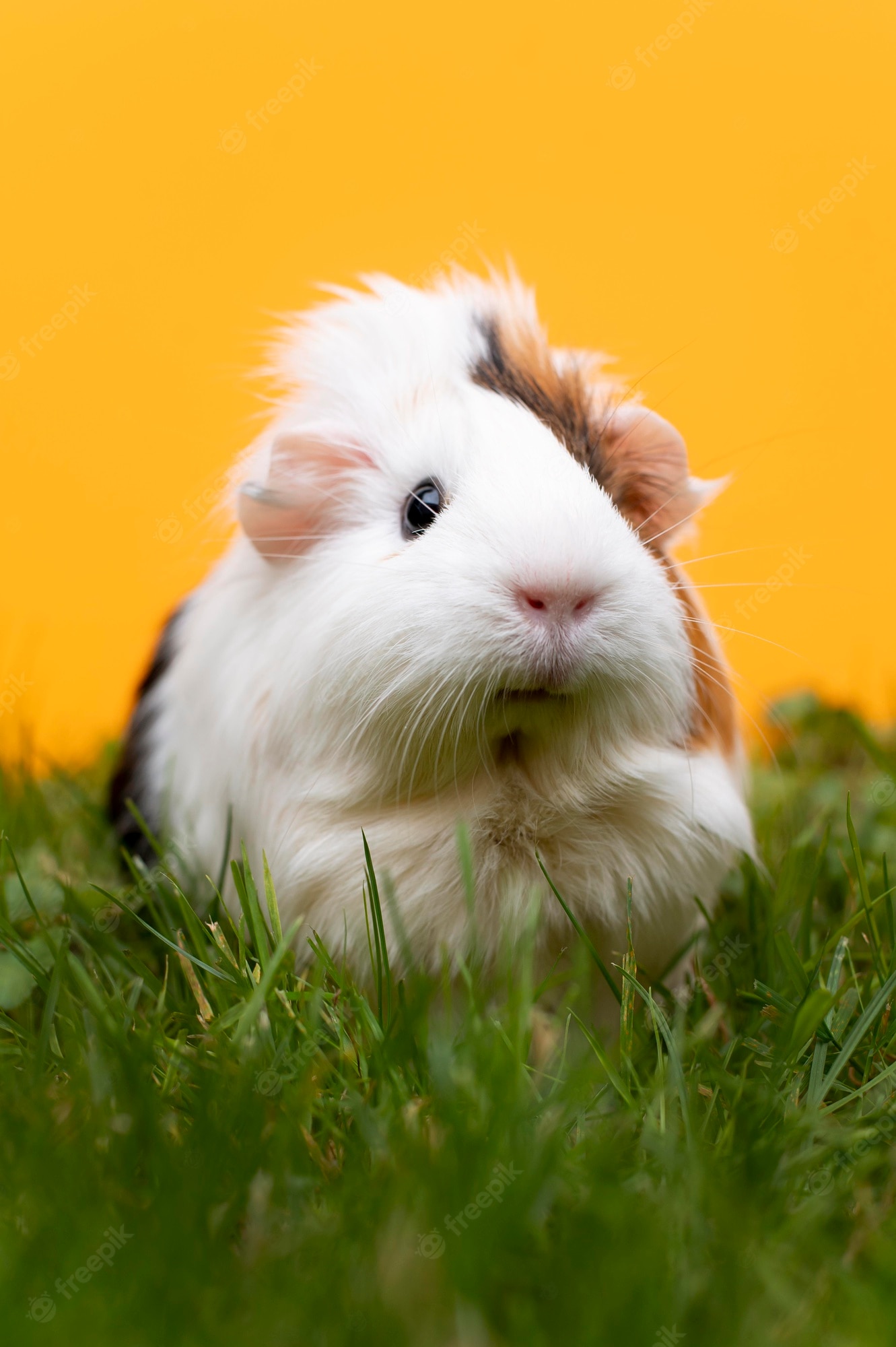 Guinea Pig Wallpapers