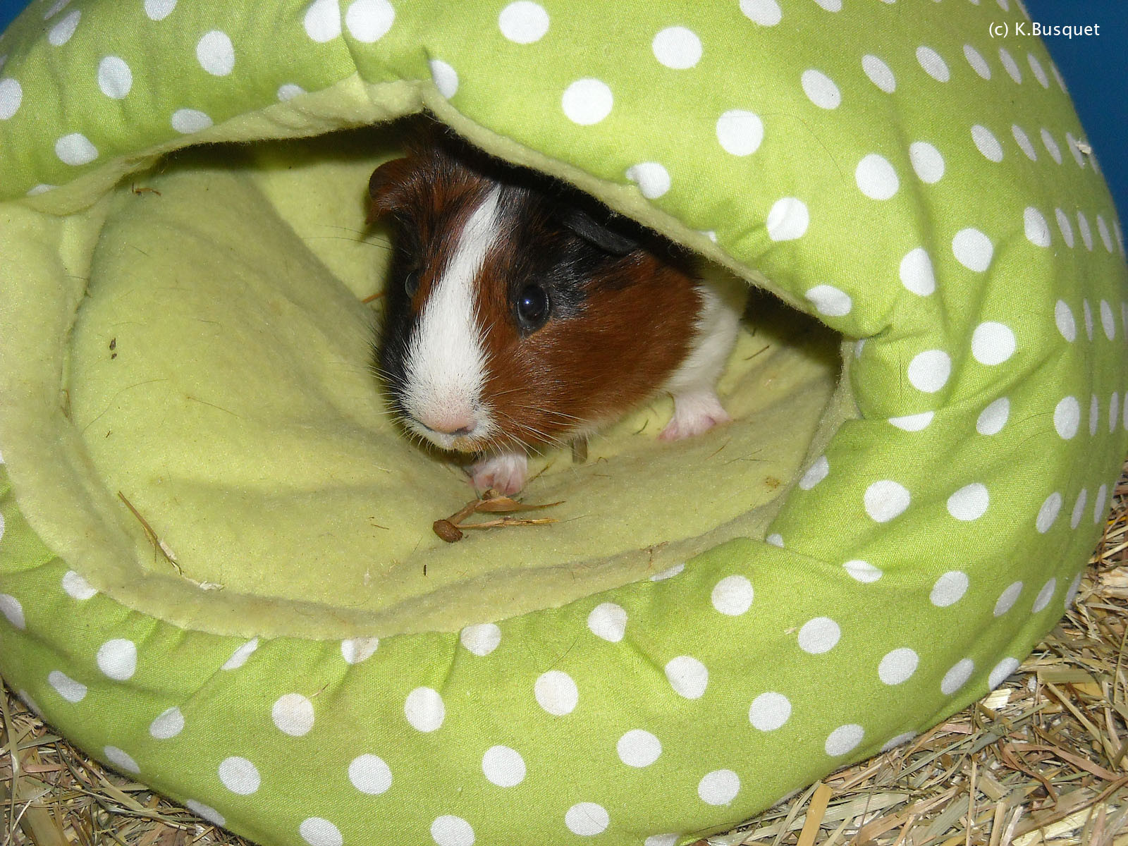 Guinea Pig Wallpapers