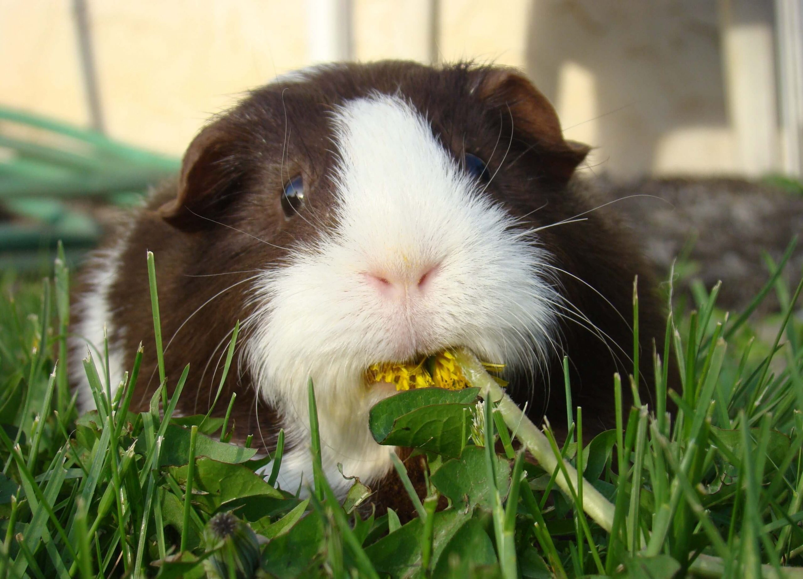 Guinea Pig Wallpapers