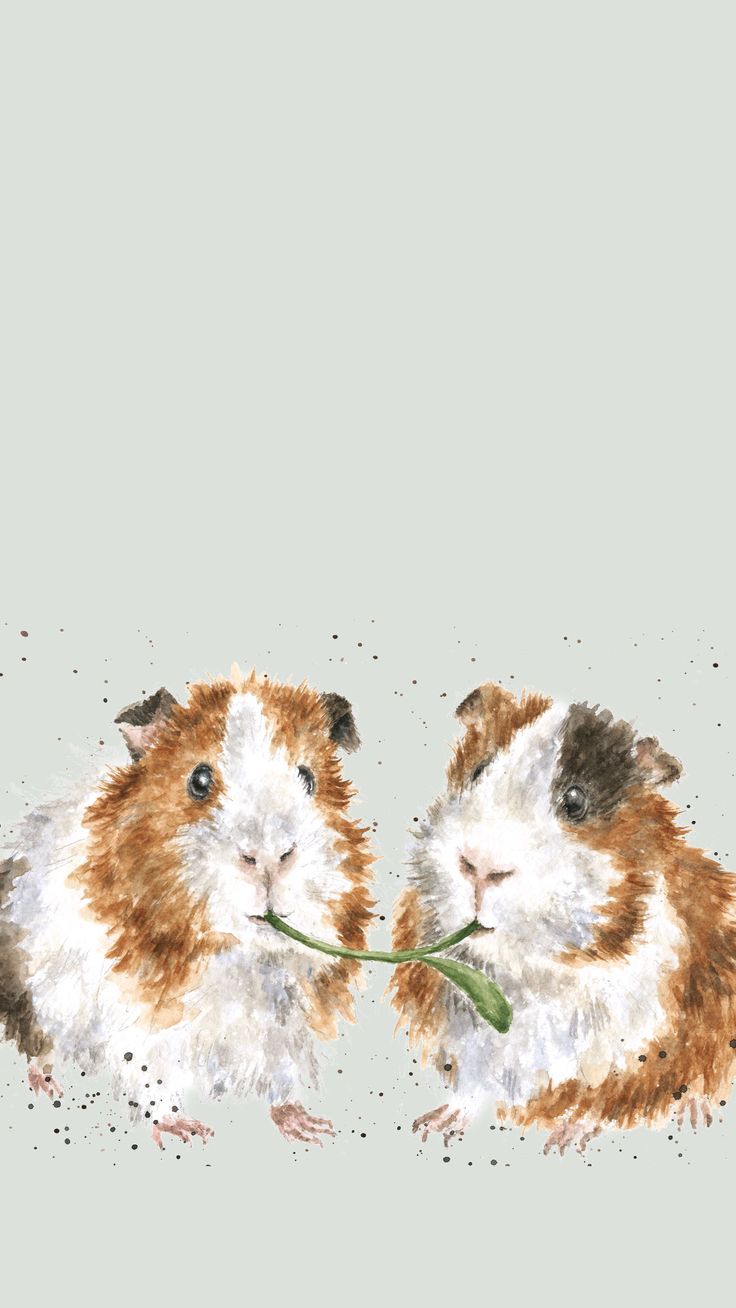 Guinea Pig Wallpapers