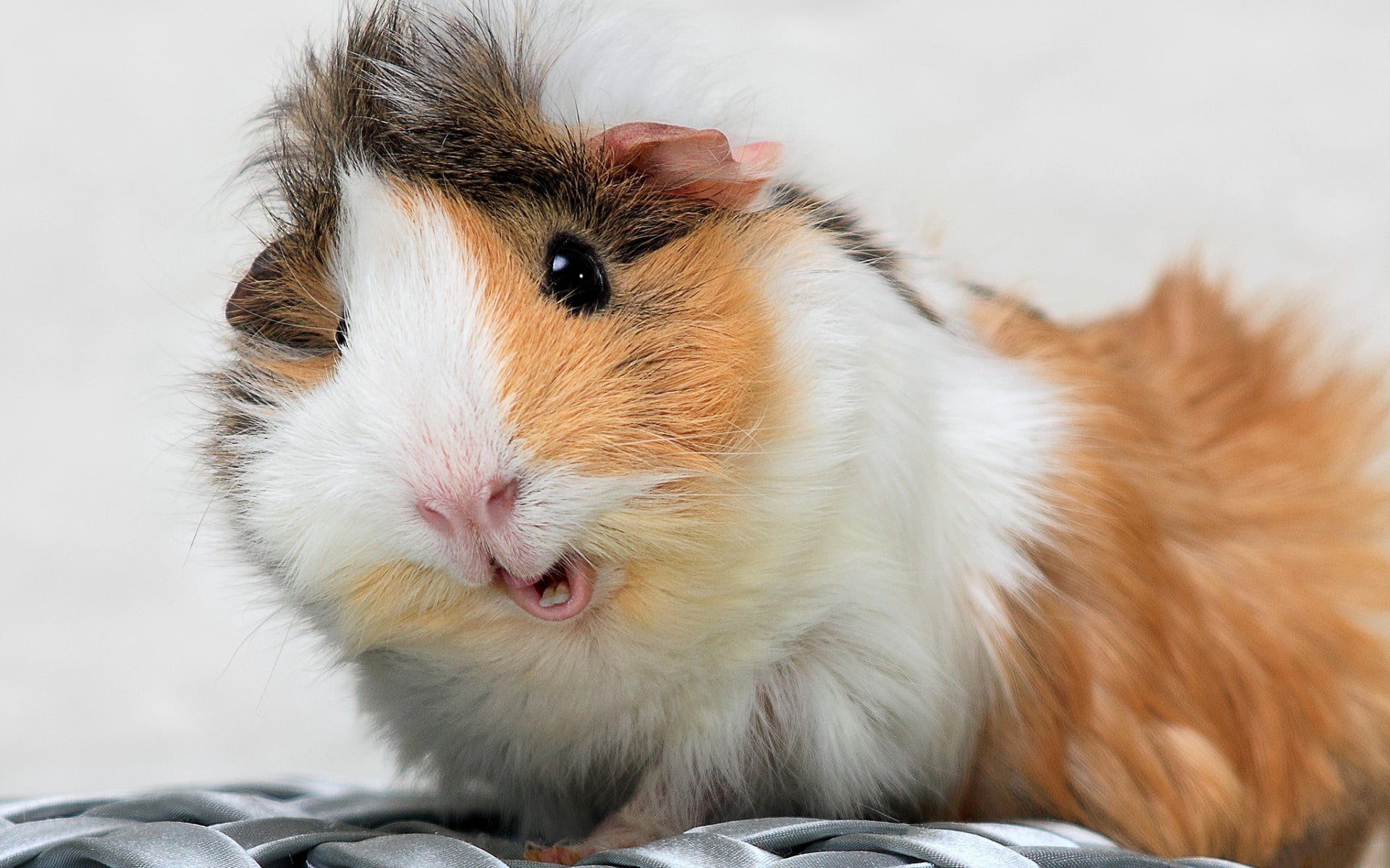 Guinea Pig Wallpapers