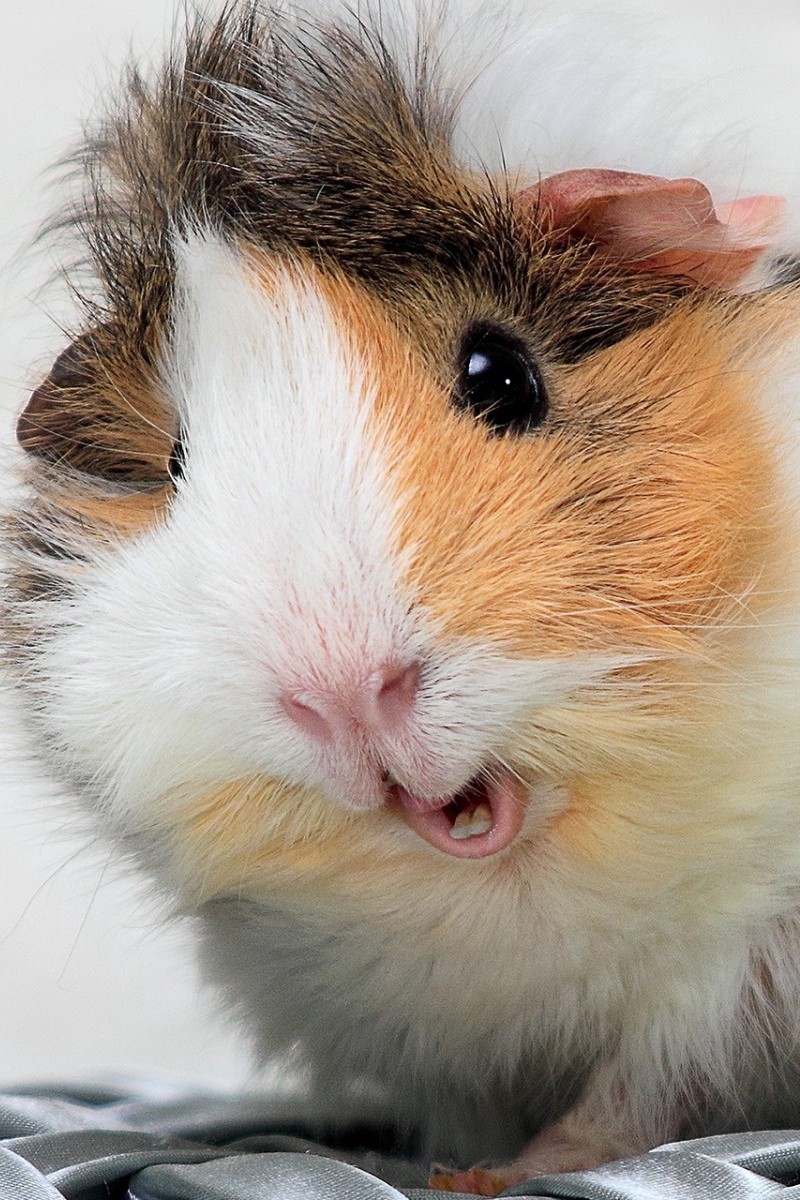 Guinea Pig Wallpapers