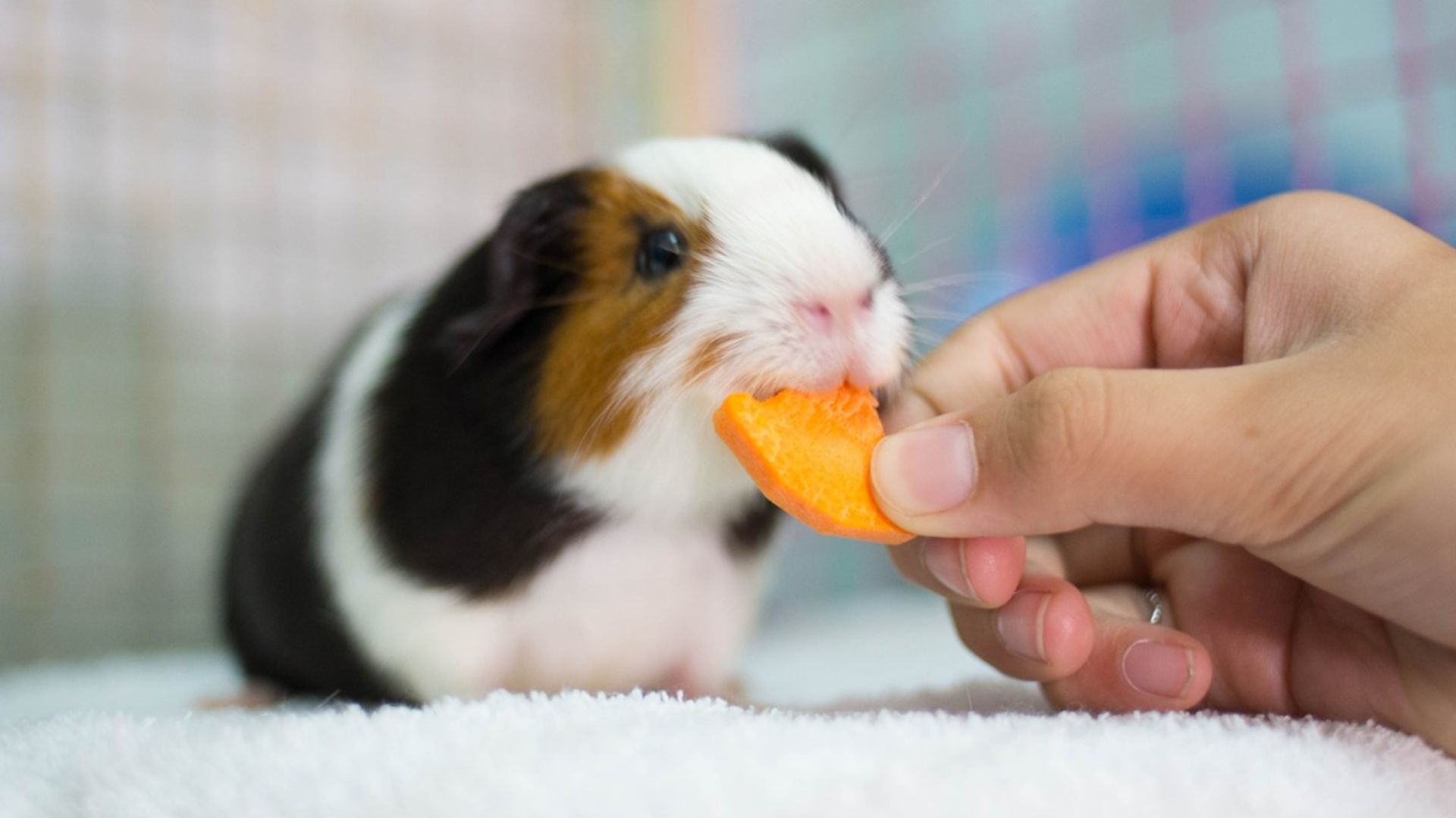 Guinea Pig Wallpapers