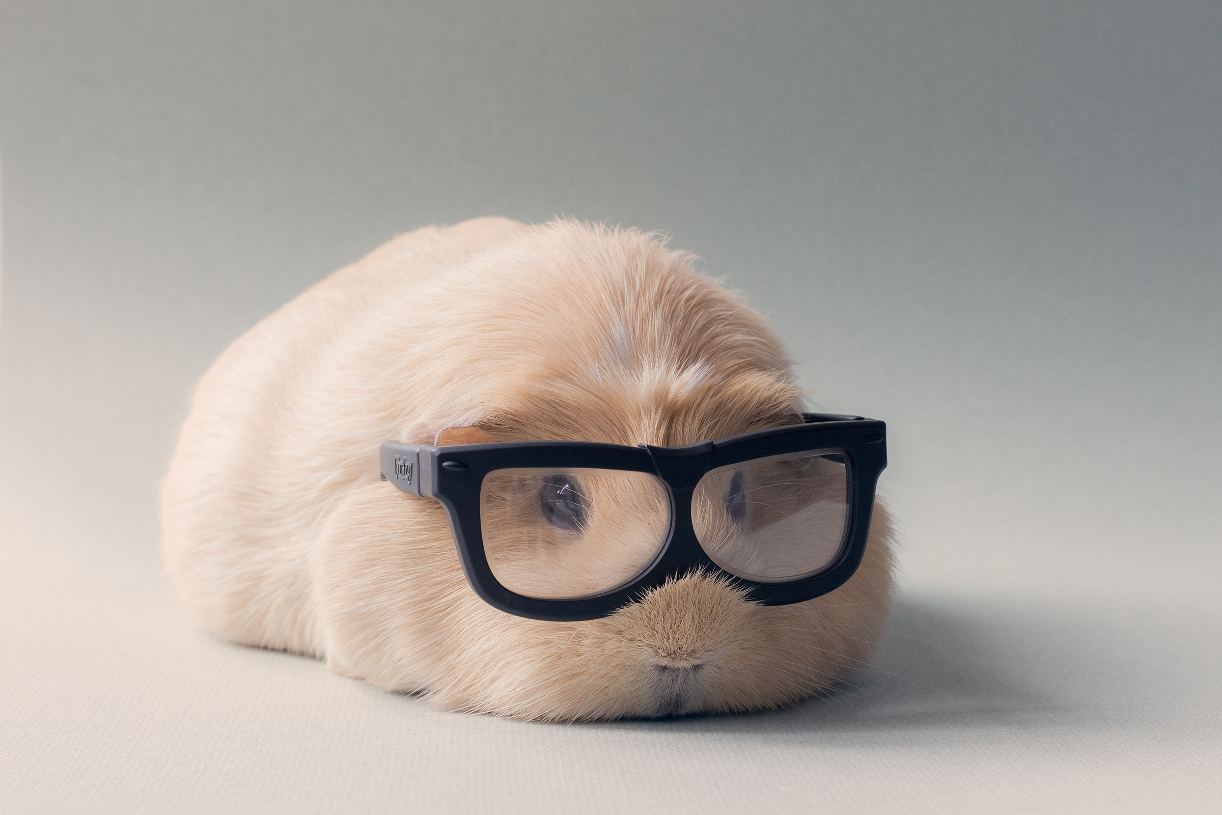 Guinea Pigs Wallpapers