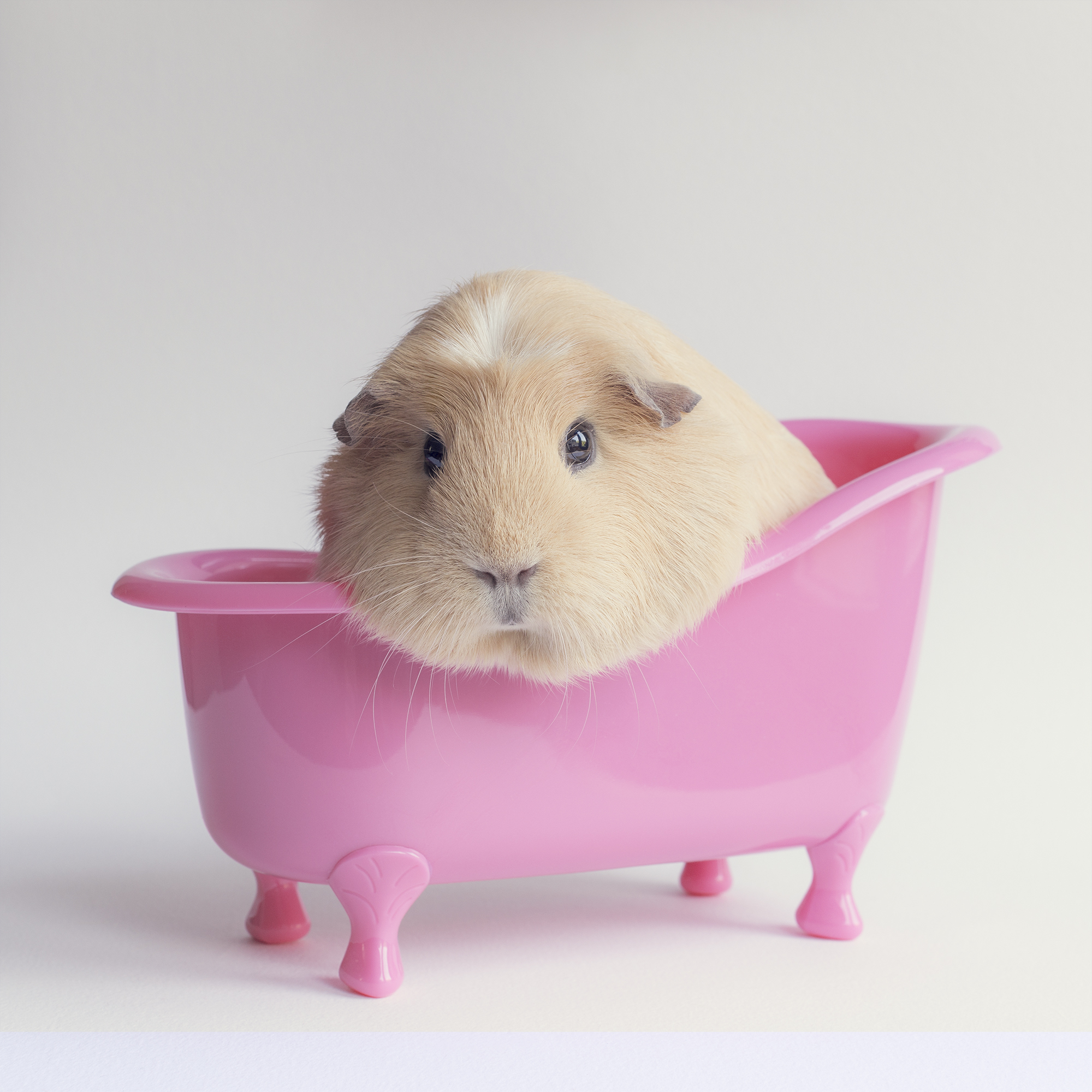 Guinea Pigs Wallpapers