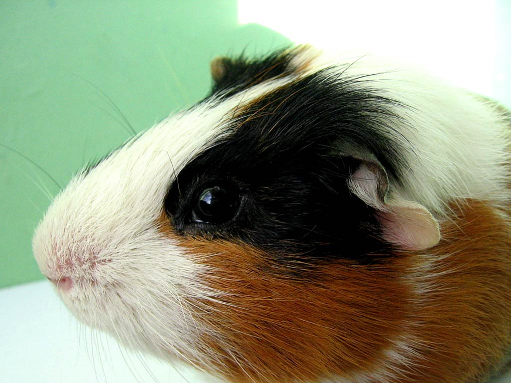 Guinea Pigs Wallpapers