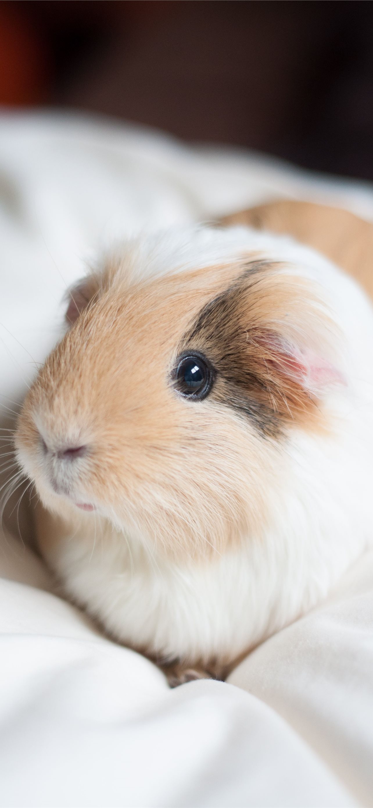 Guinea Pigs Wallpapers