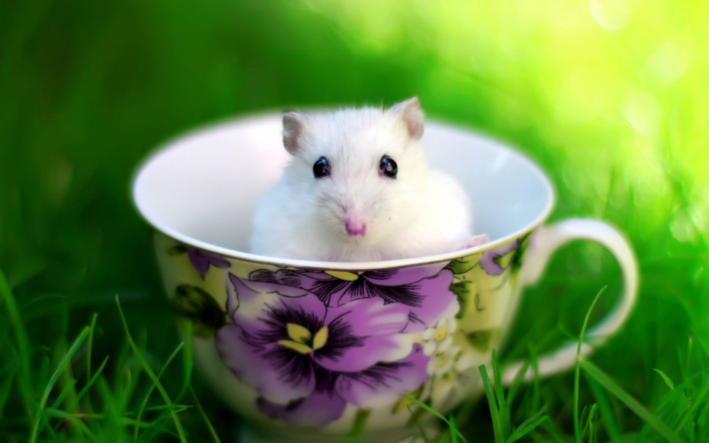 Hamster Wallpapers