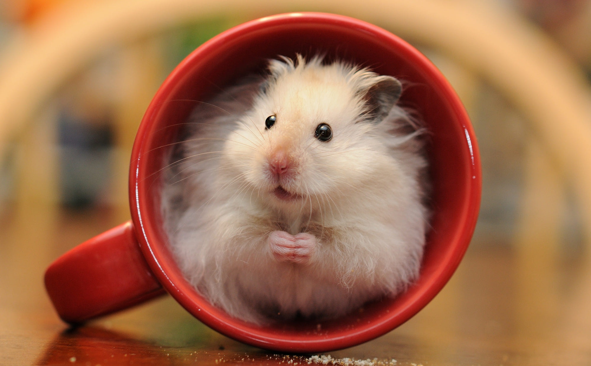 Hamster Wallpapers