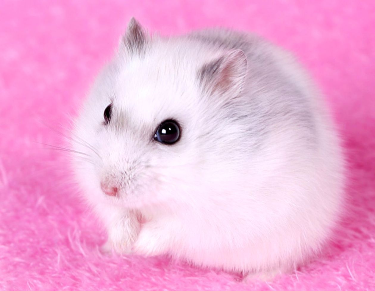 Hamster Wallpapers