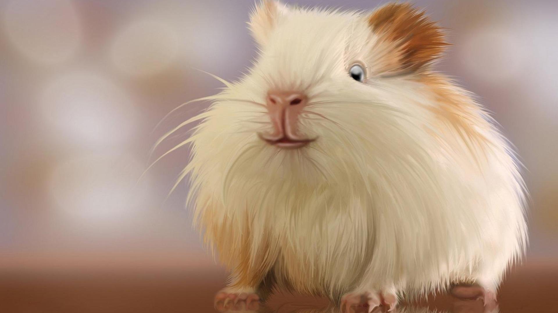 Hamster Wallpapers