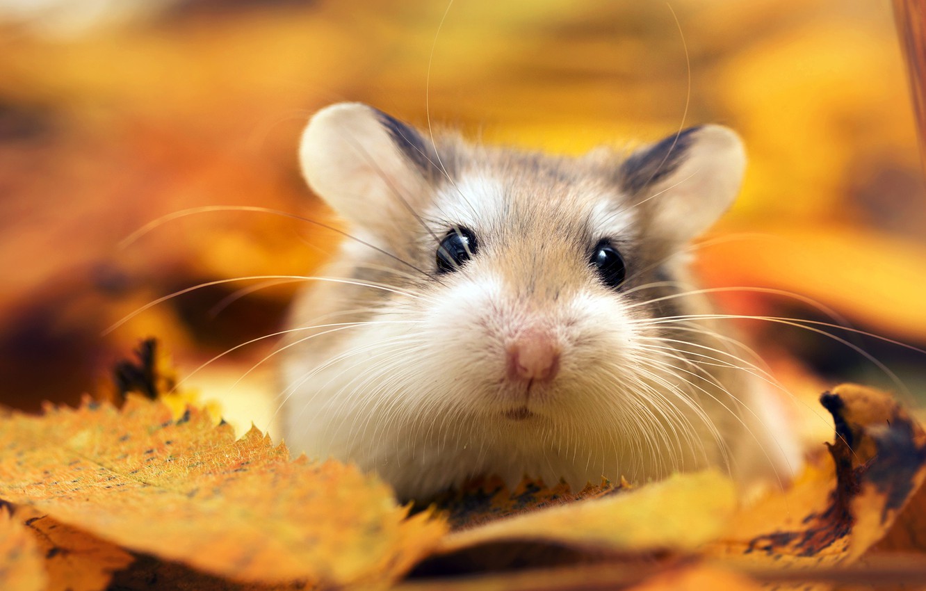 Hamster Wallpapers