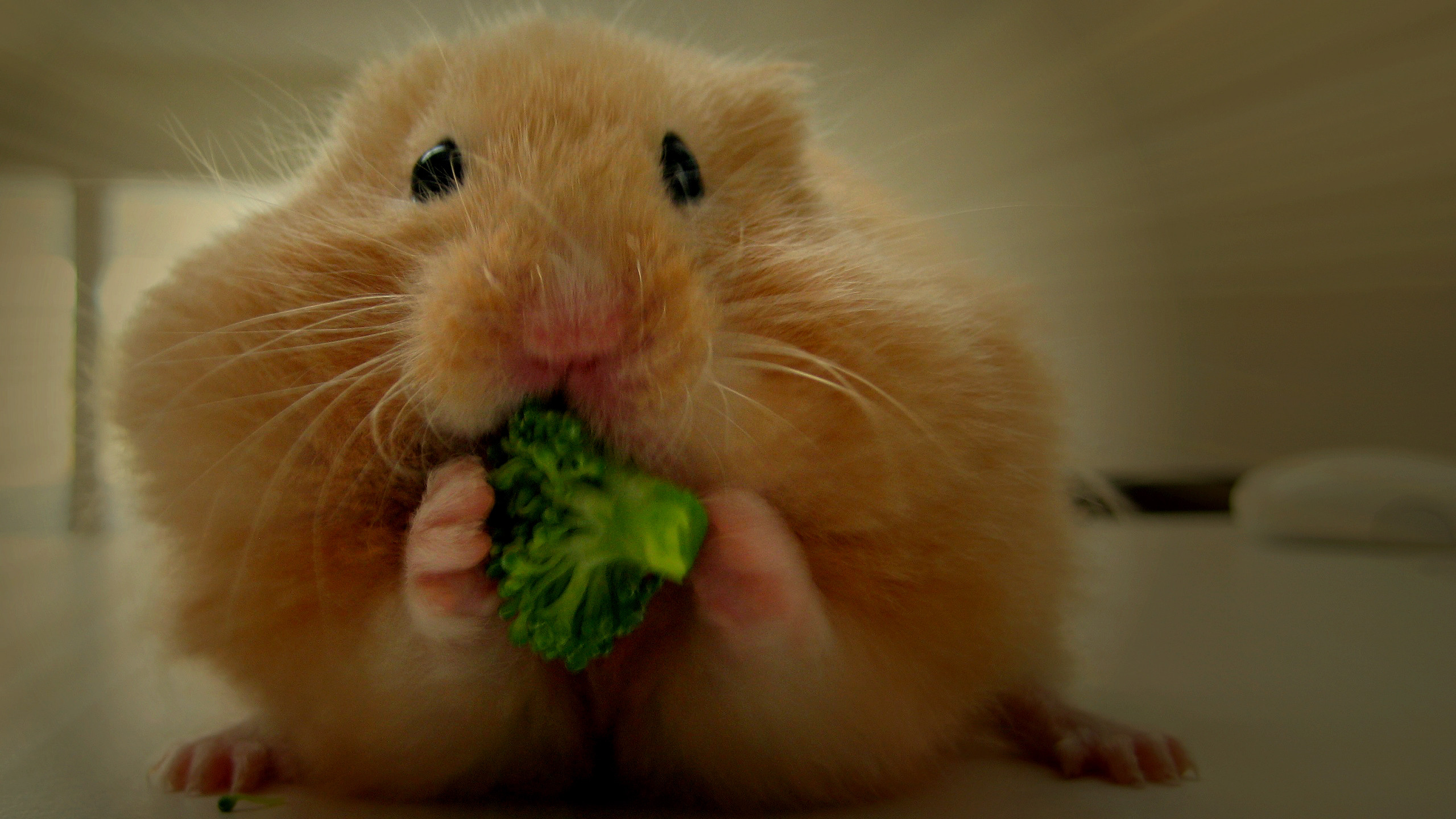 Hamster Wallpapers